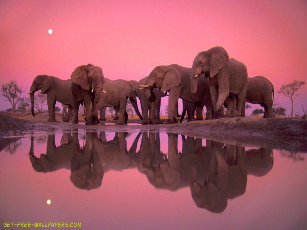 Pink Elephant Wallpapers Top Free Pink Elephant Backgrounds