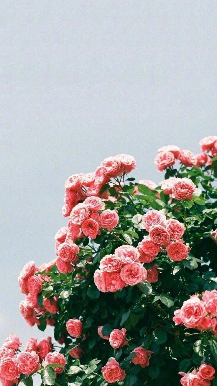 Aesthetic Flowers iPhone Wallpapers Top Free Aesthetic Flowers iPhone