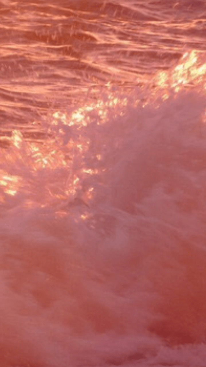 Coral Aesthetic Background