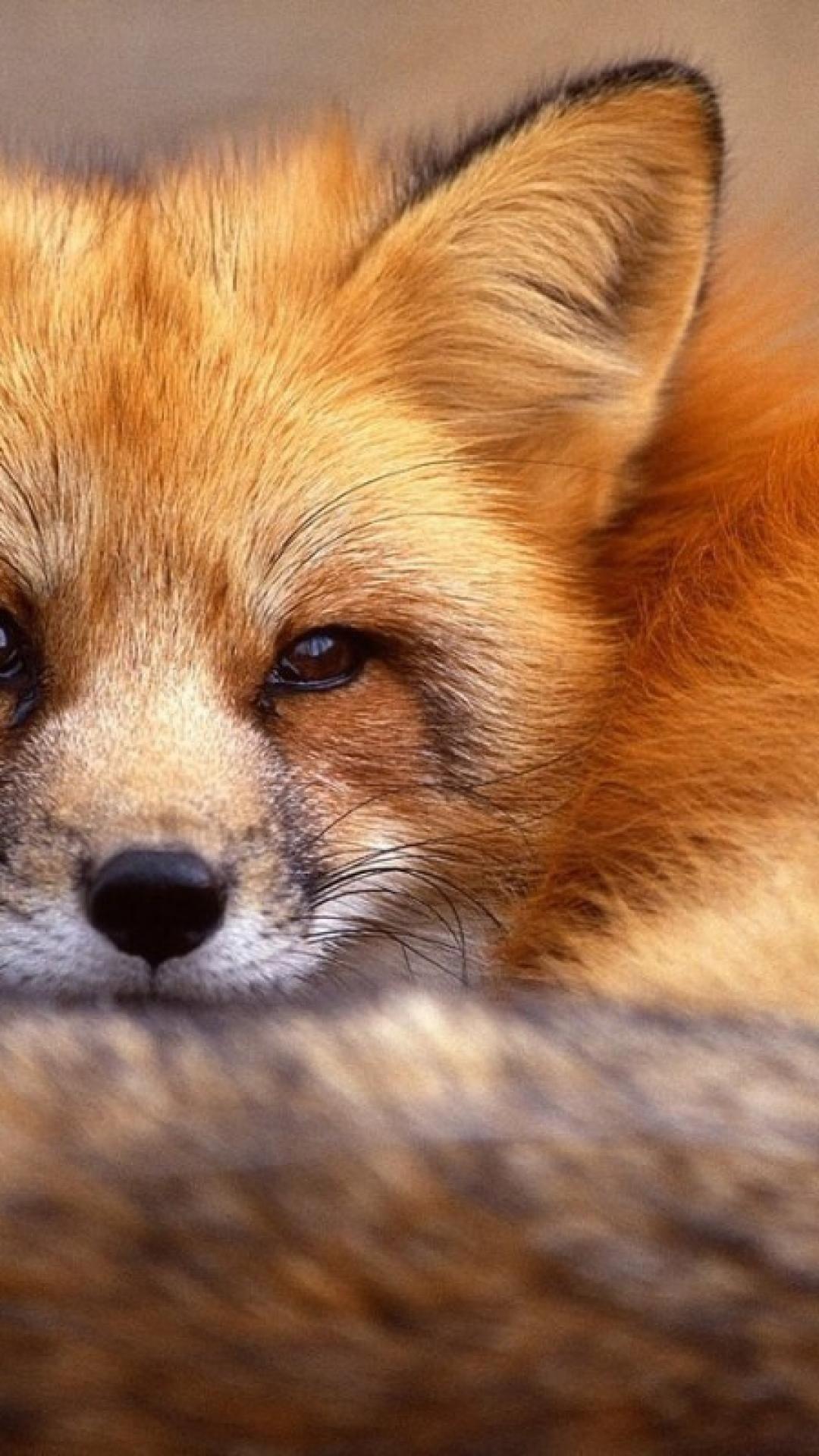 Red Fox iPhone Wallpapers Top Free Red Fox iPhone Backgrounds