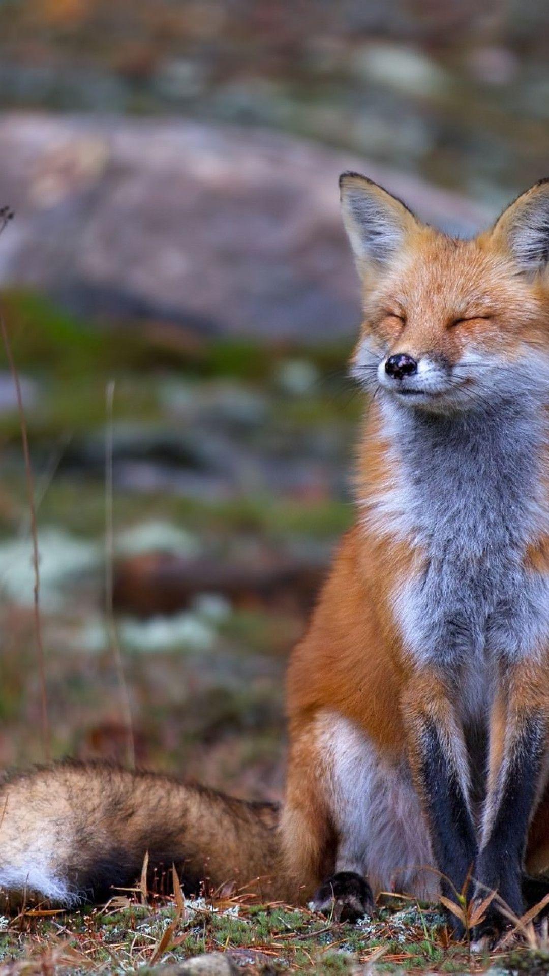 Red Fox iPhone Wallpapers Top Free Red Fox iPhone Backgrounds