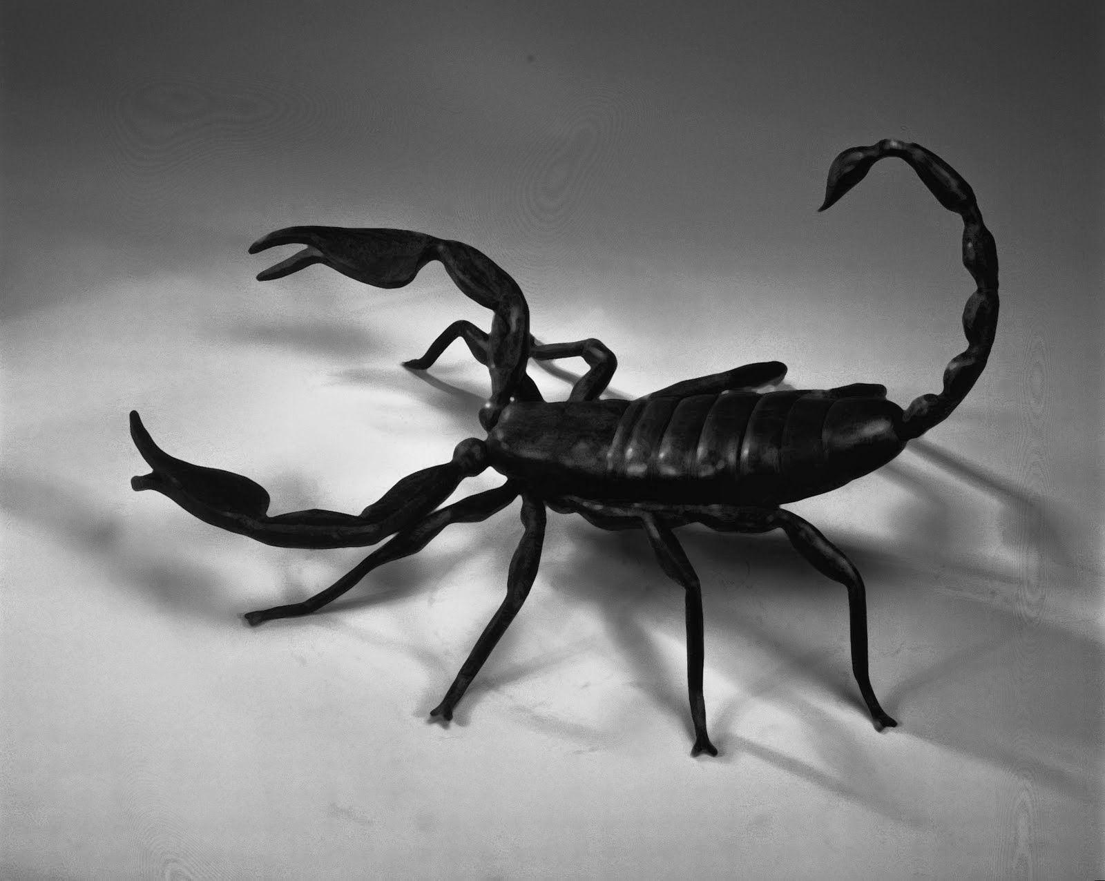 Black Scorpion Wallpapers Top Free Black Scorpion Backgrounds