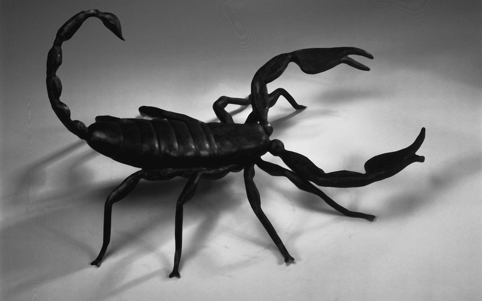 Black Scorpion Wallpapers Top Free Black Scorpion Backgrounds