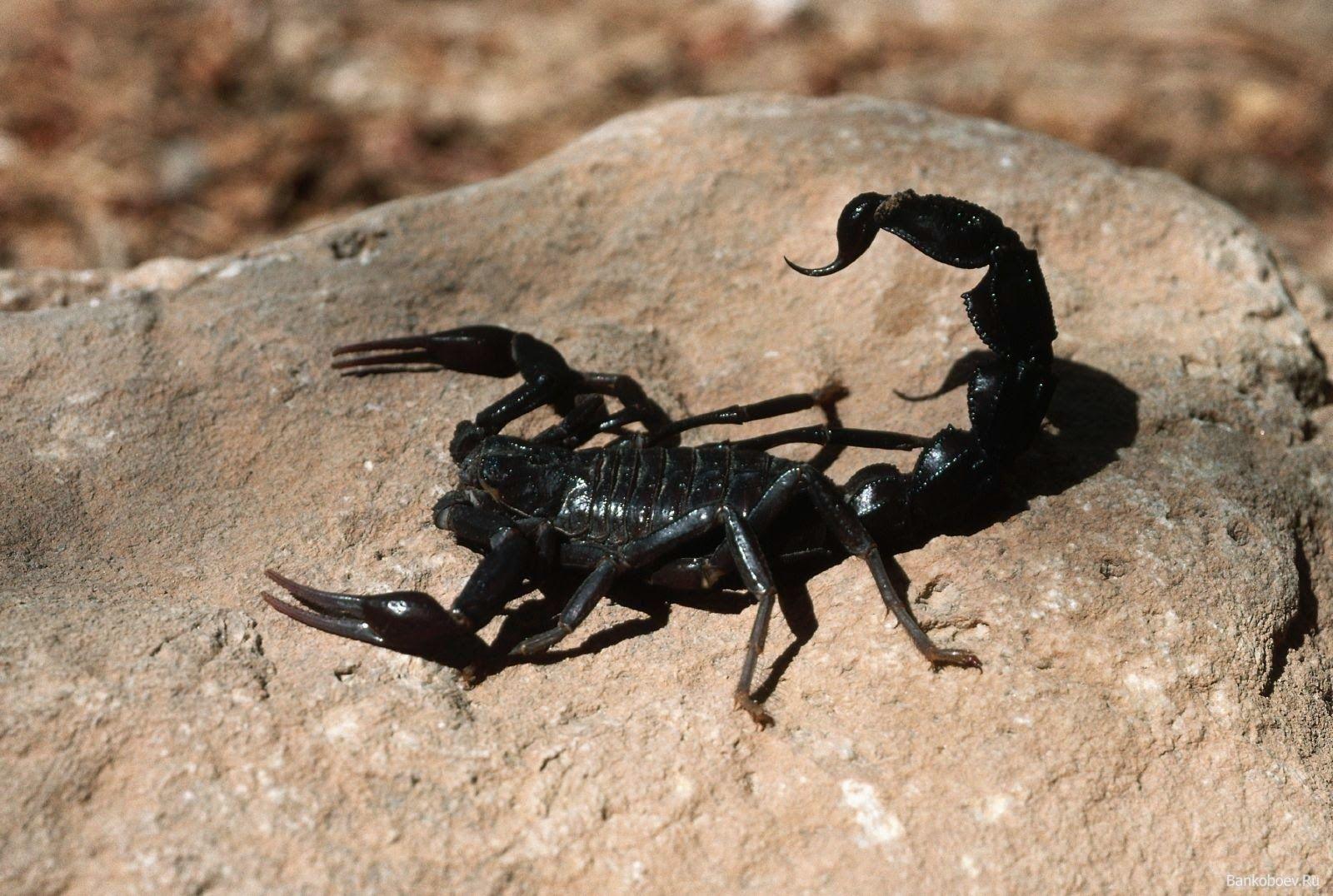 Black Scorpion Wallpapers Top Free Black Scorpion Backgrounds