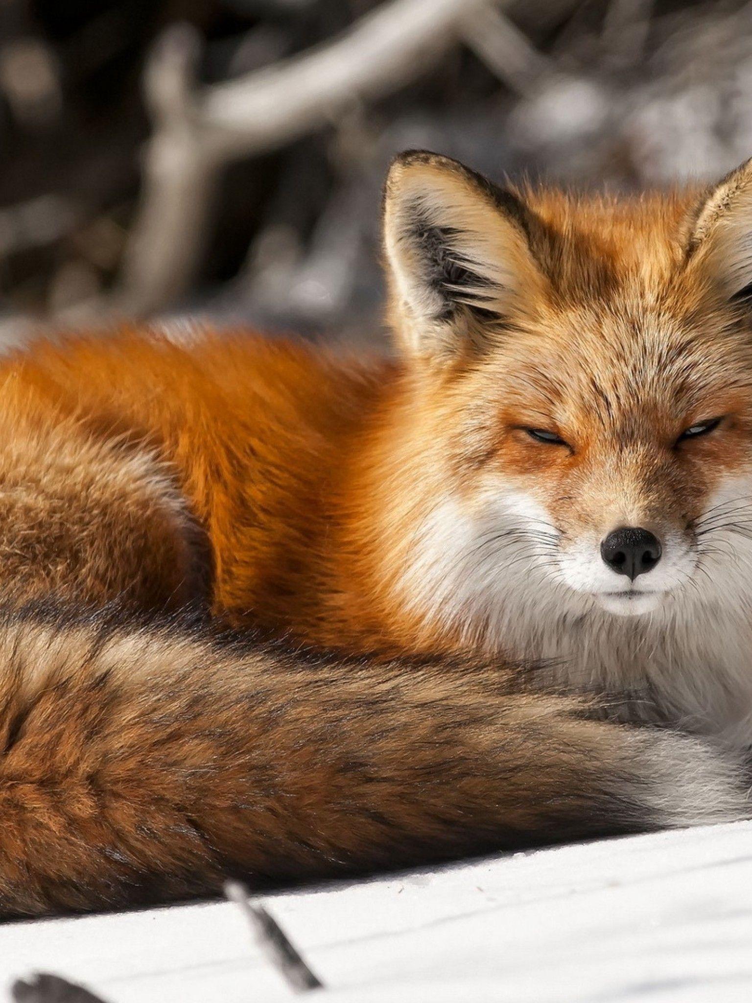 Red Fox iPhone Wallpapers Top Free Red Fox iPhone Backgrounds WallpaperAccess