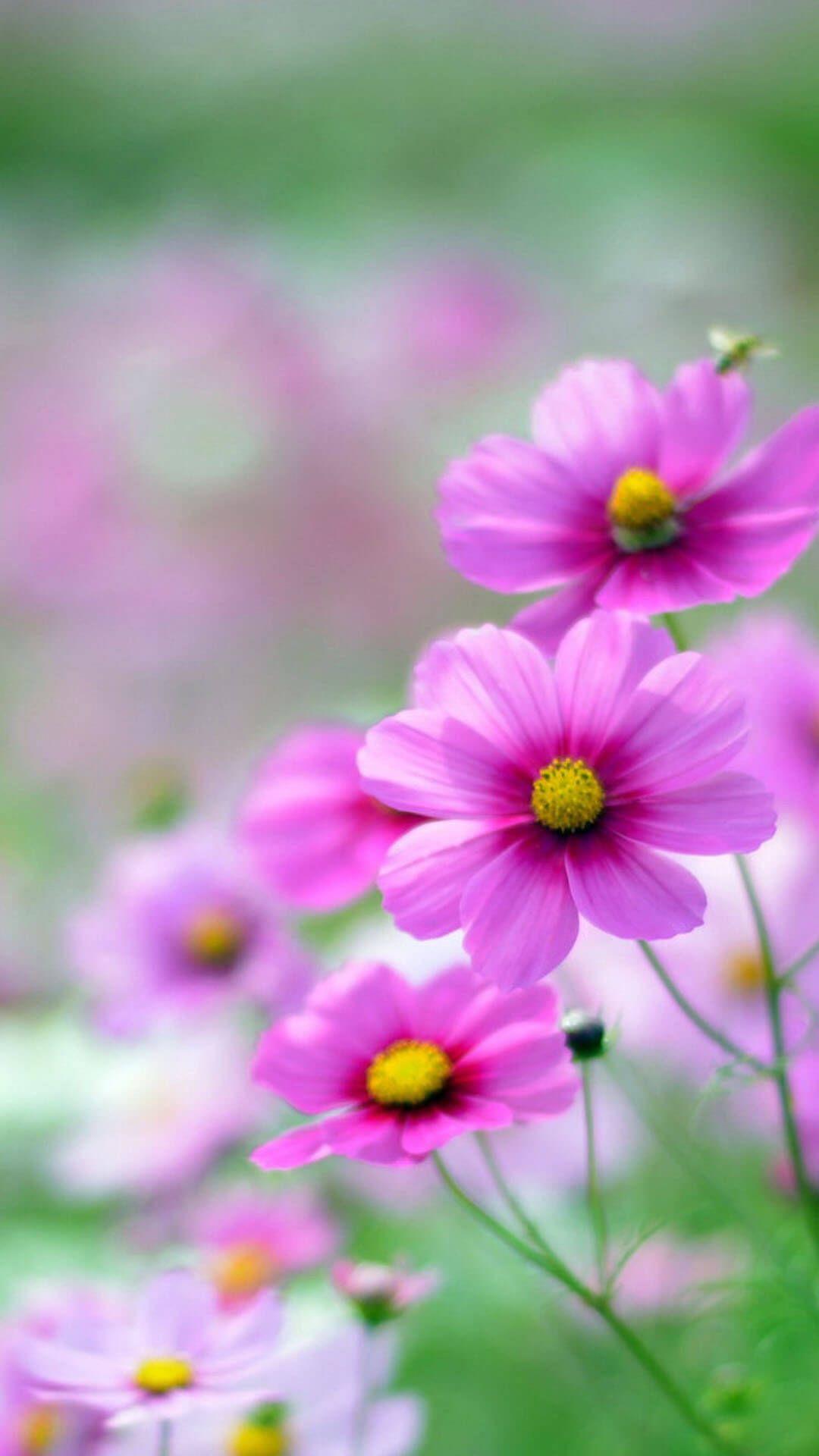 Flowers Wallpapers For Android Best Flower Site