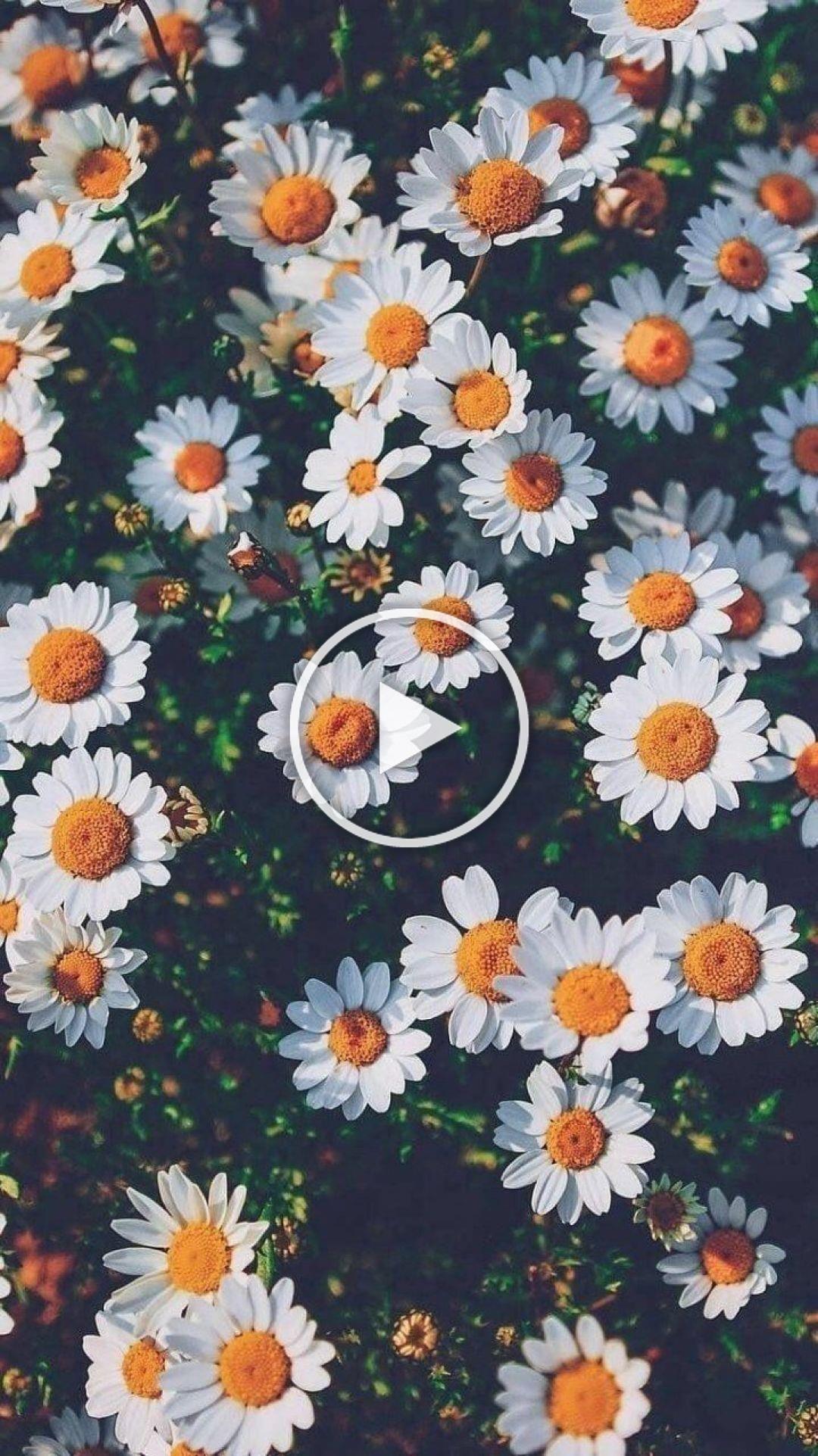 Flower Android Wallpapers Top Free Flower Android Backgrounds