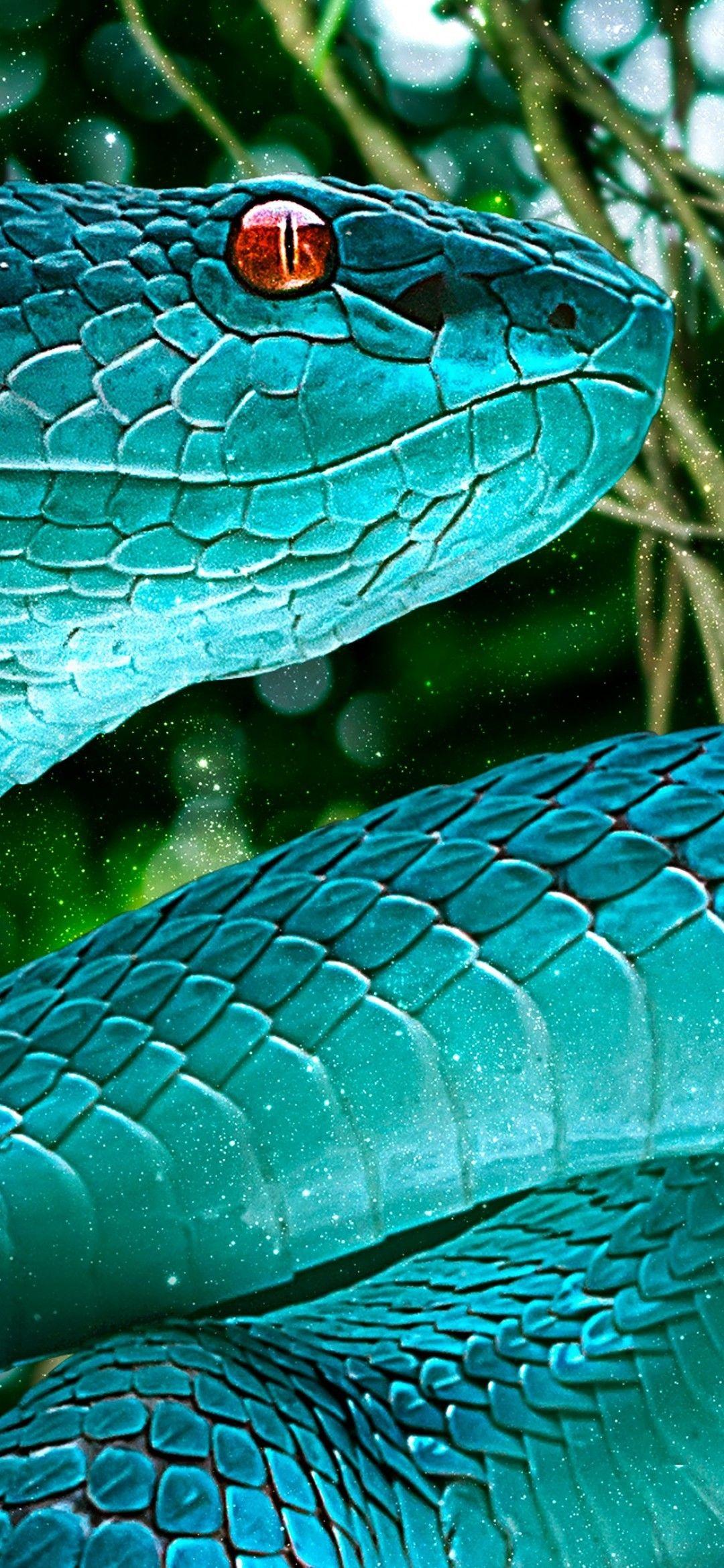 Blue Snake Wallpapers Top Free Blue Snake Backgrounds WallpaperAccess