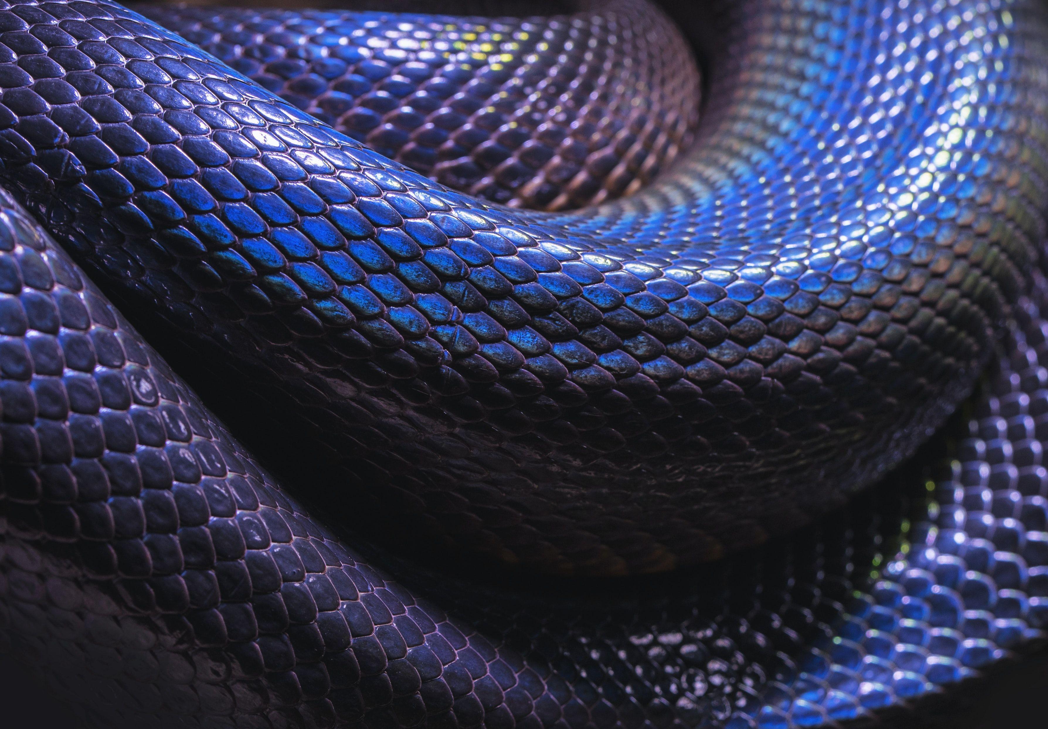 Blue Snake Wallpapers Top Free Blue Snake Backgrounds WallpaperAccess