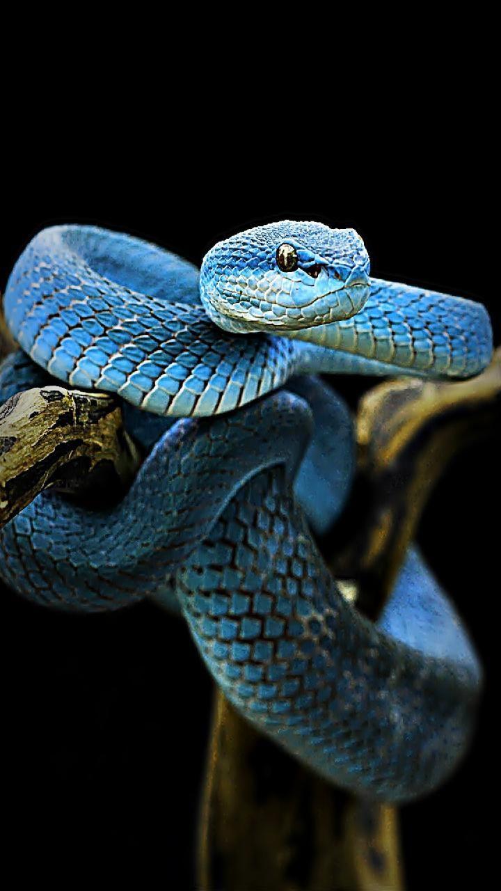 Cute Snake Wallpapers Top Free Cute Snake Backgrounds