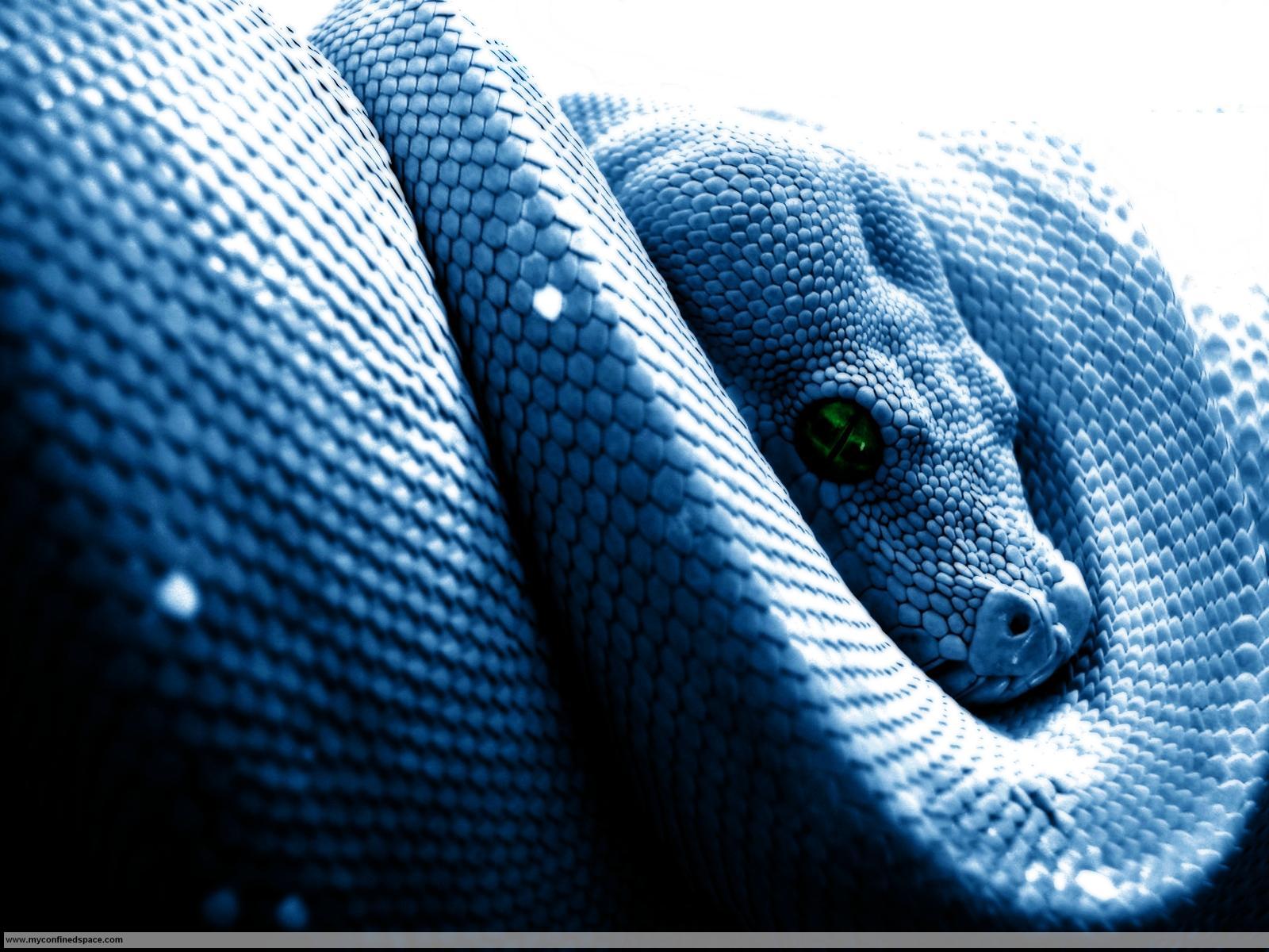 Blue Snake Wallpapers Top Free Blue Snake Backgrounds WallpaperAccess