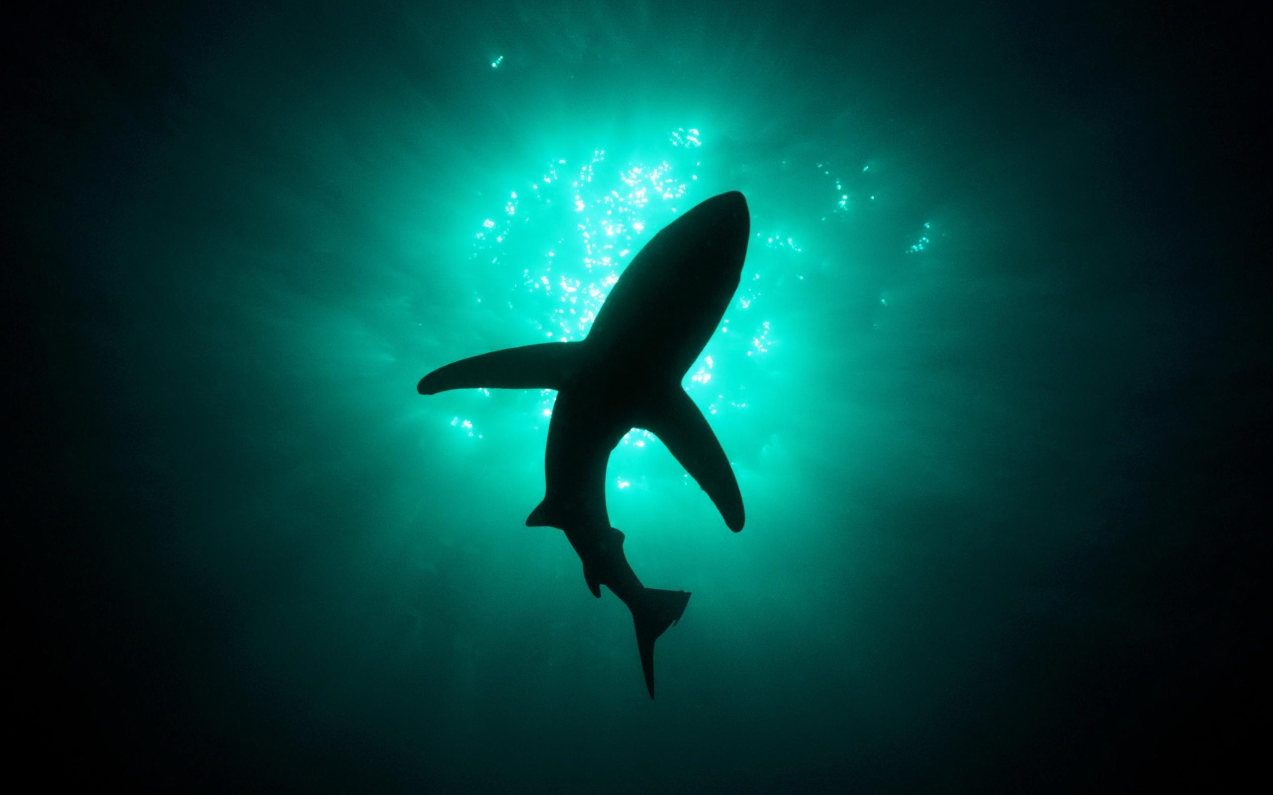 Shark 4K Wallpapers Top Free Shark 4K Backgrounds WallpaperAccess