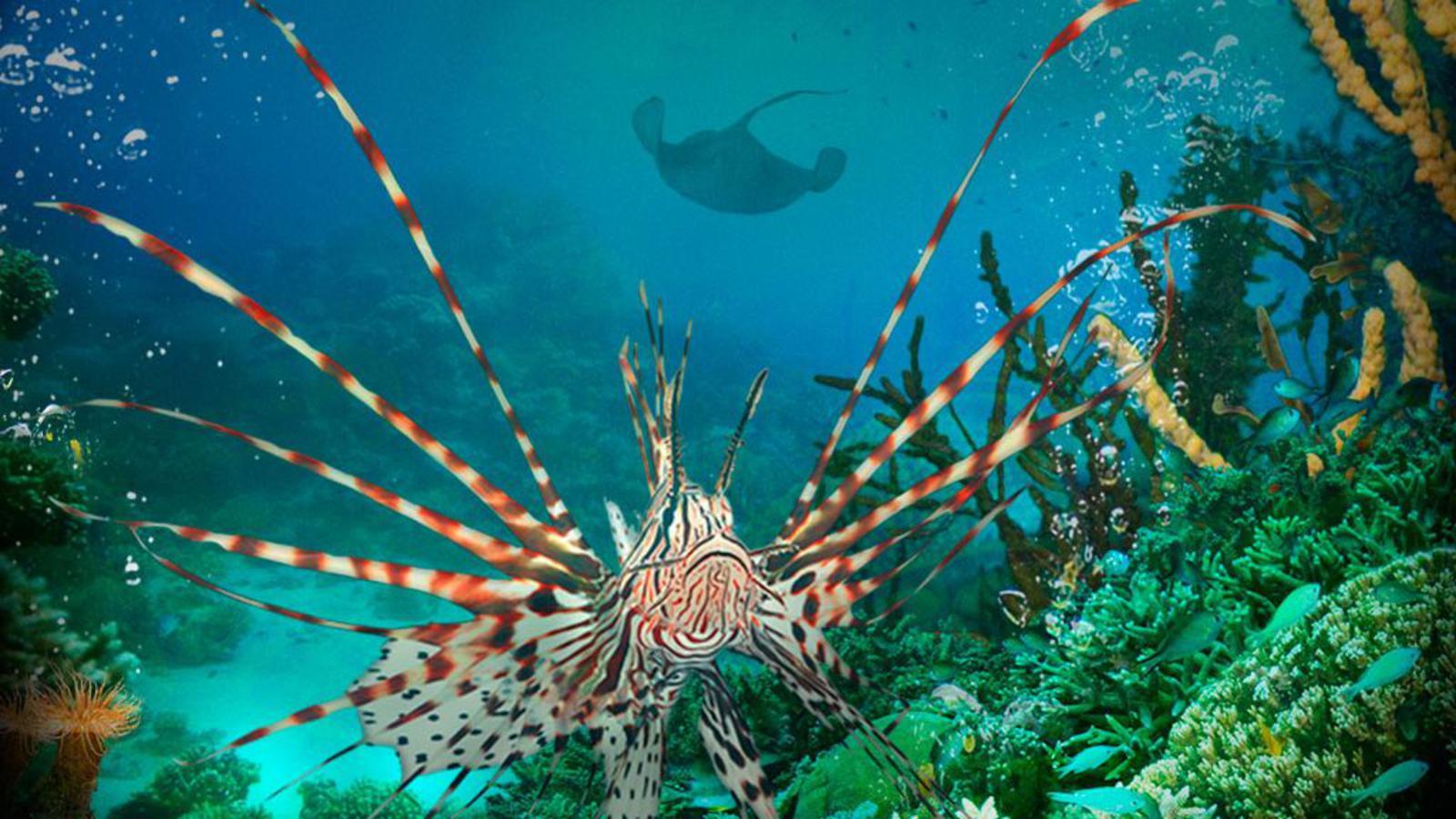 Under The Sea Wallpapers Top Free Under The Sea Backgrounds