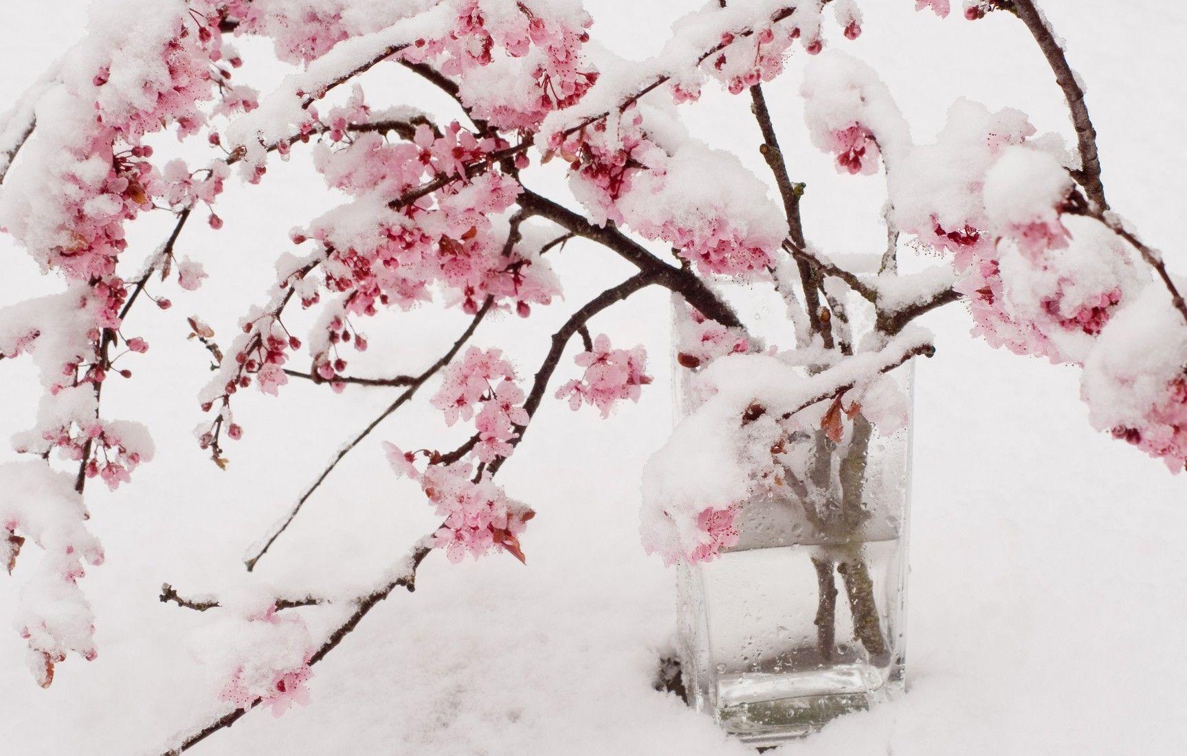 Winter Cherry Blossom Wallpapers Top Free Winter Cherry Blossom