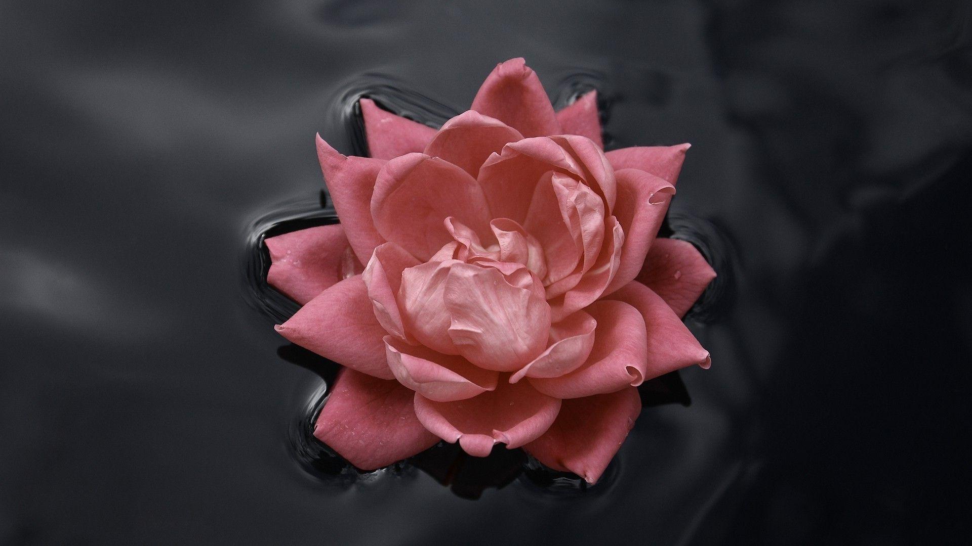 Black and Pink Flower Wallpapers Top Free Black and Pink Flower