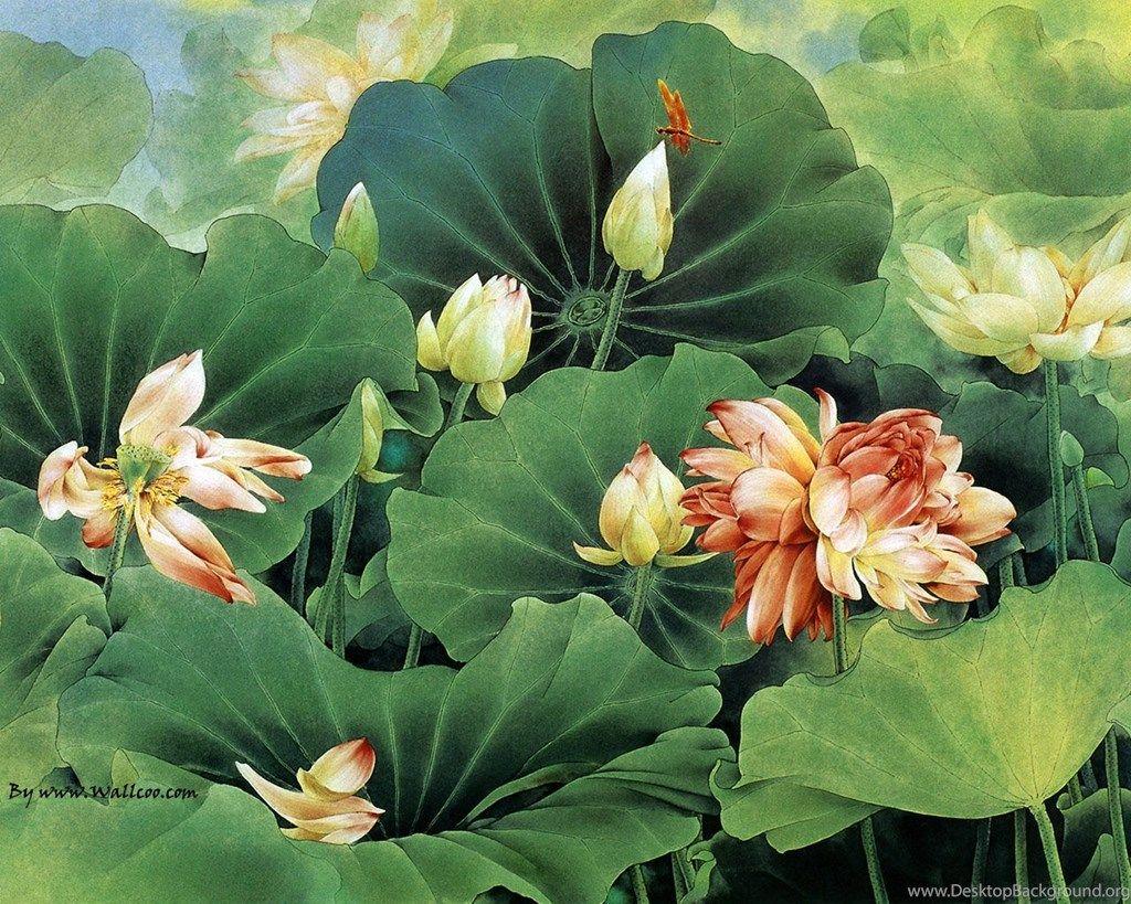 Chinese Lotus Wallpapers Top Free Chinese Lotus Backgrounds