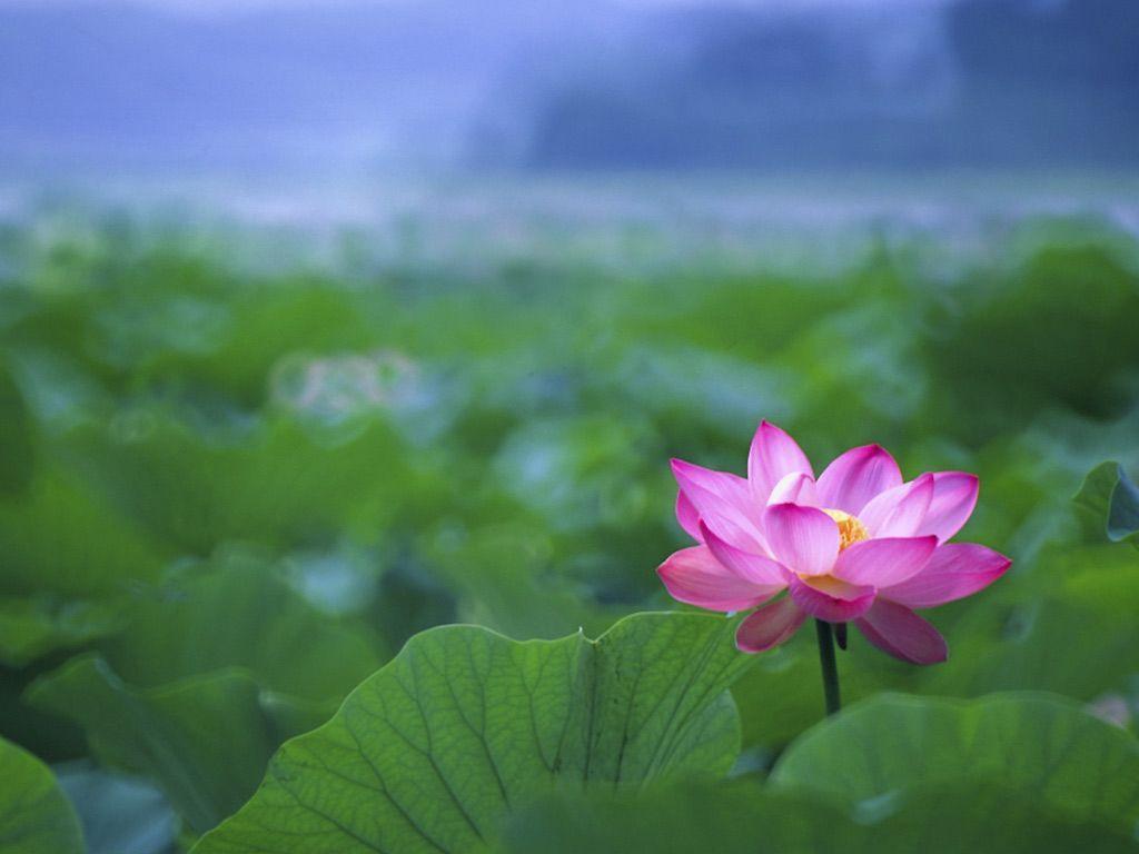 Japanese Lotus Wallpapers Top Free Japanese Lotus Backgrounds WallpaperAccess