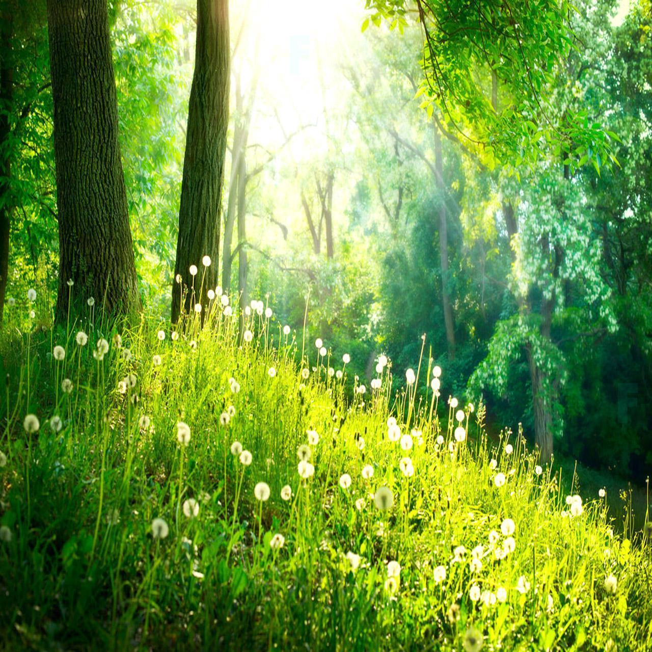 Beautiful Forest Wallpapers Top Free Beautiful Forest Backgrounds