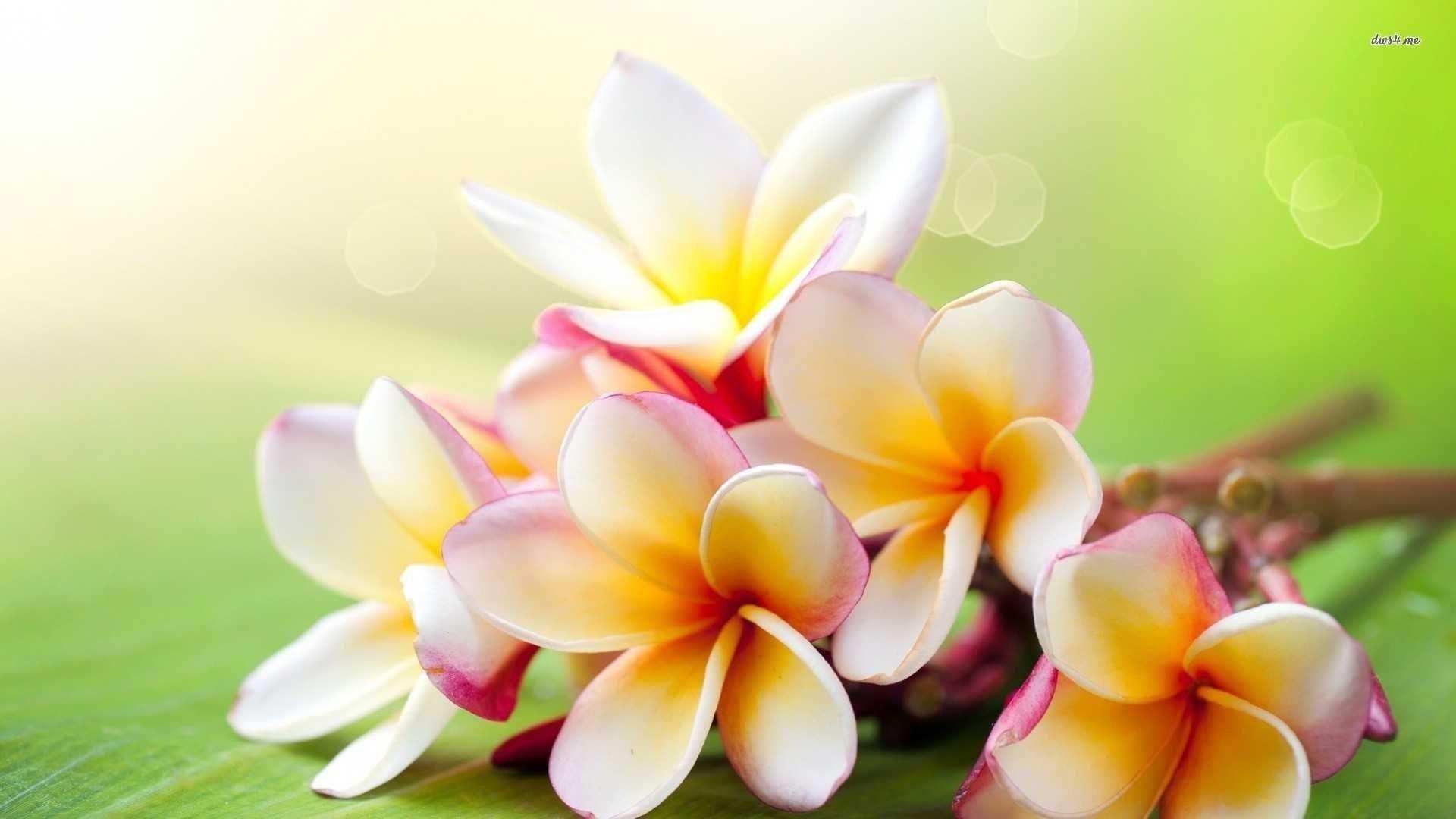 Plumeria Wallpapers Top Free Plumeria Backgrounds WallpaperAccess