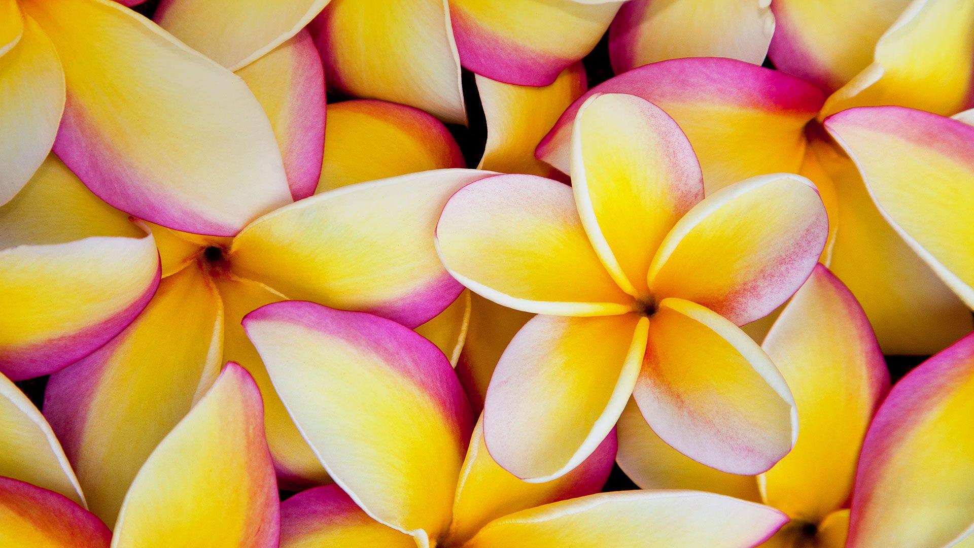 Plumeria Wallpapers Top Free Plumeria Backgrounds WallpaperAccess