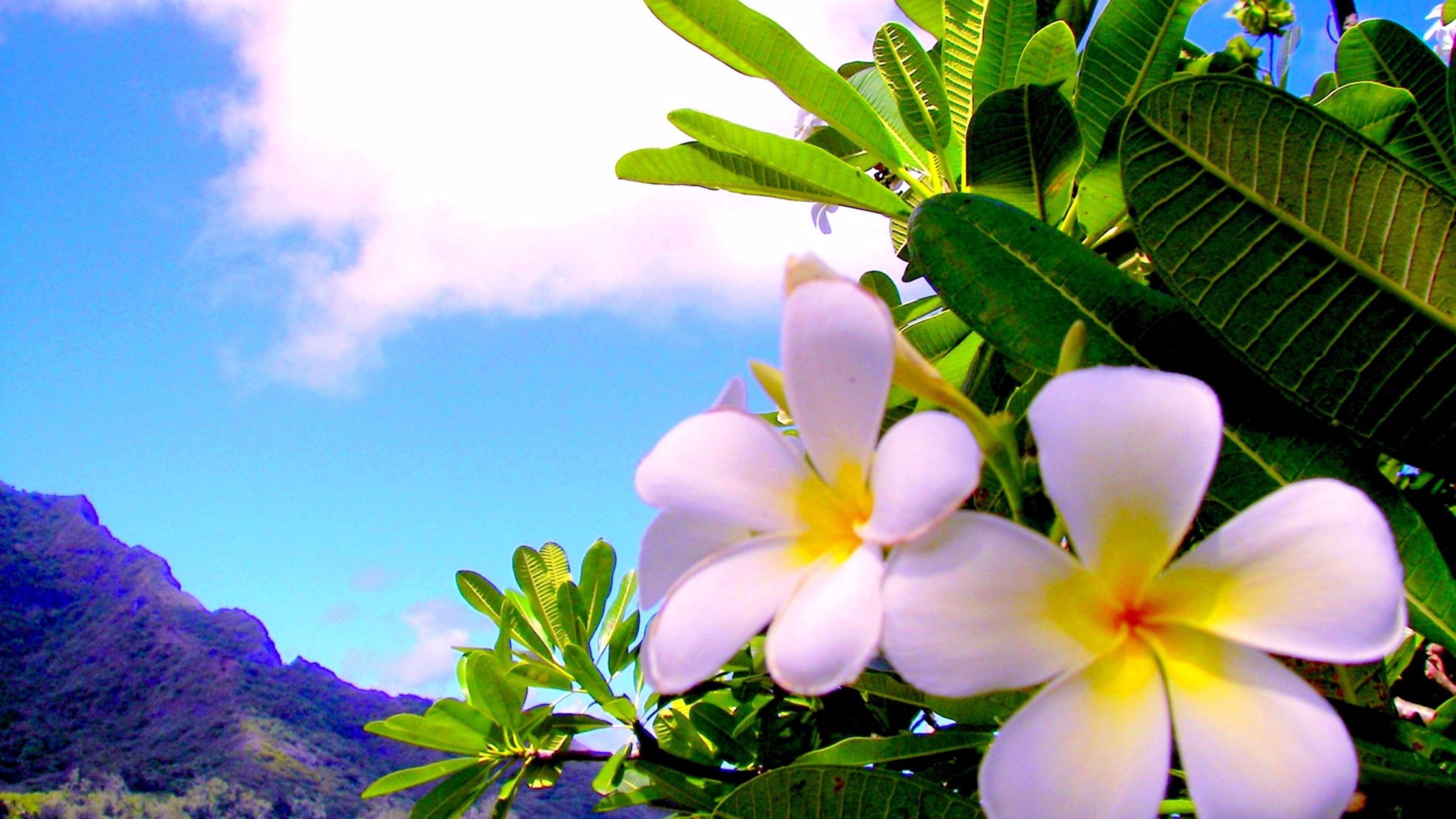 Plumeria Wallpapers Top Free Plumeria Backgrounds WallpaperAccess