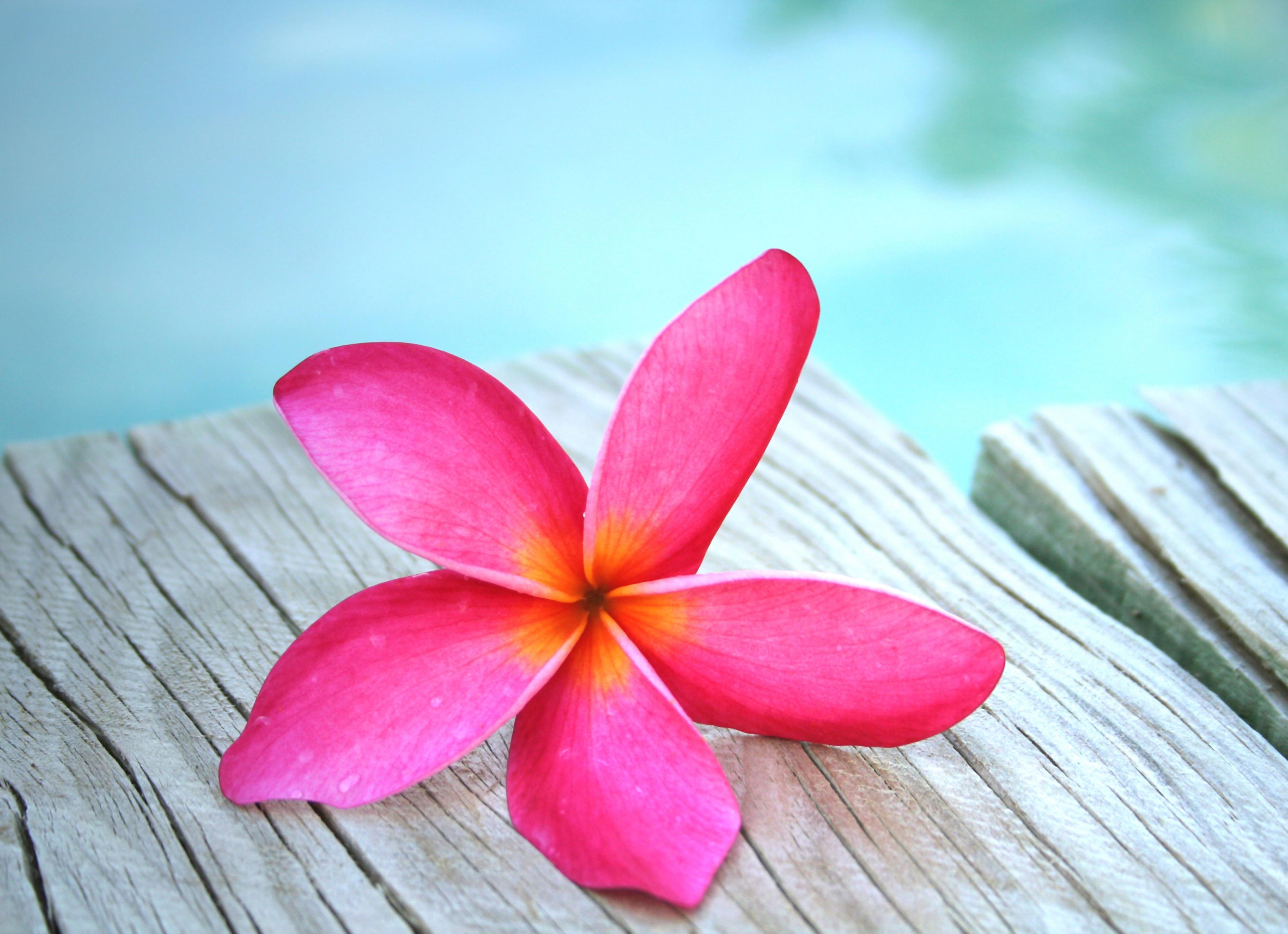 Plumeria Wallpapers Top Free Plumeria Backgrounds WallpaperAccess