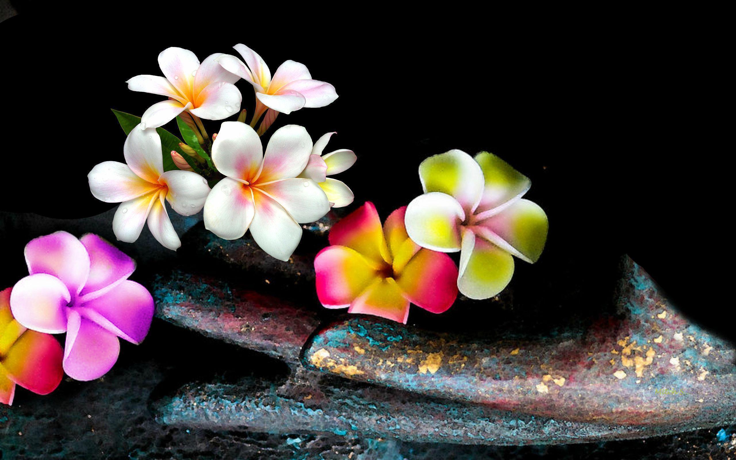 Plumeria Wallpapers Top Free Plumeria Backgrounds WallpaperAccess