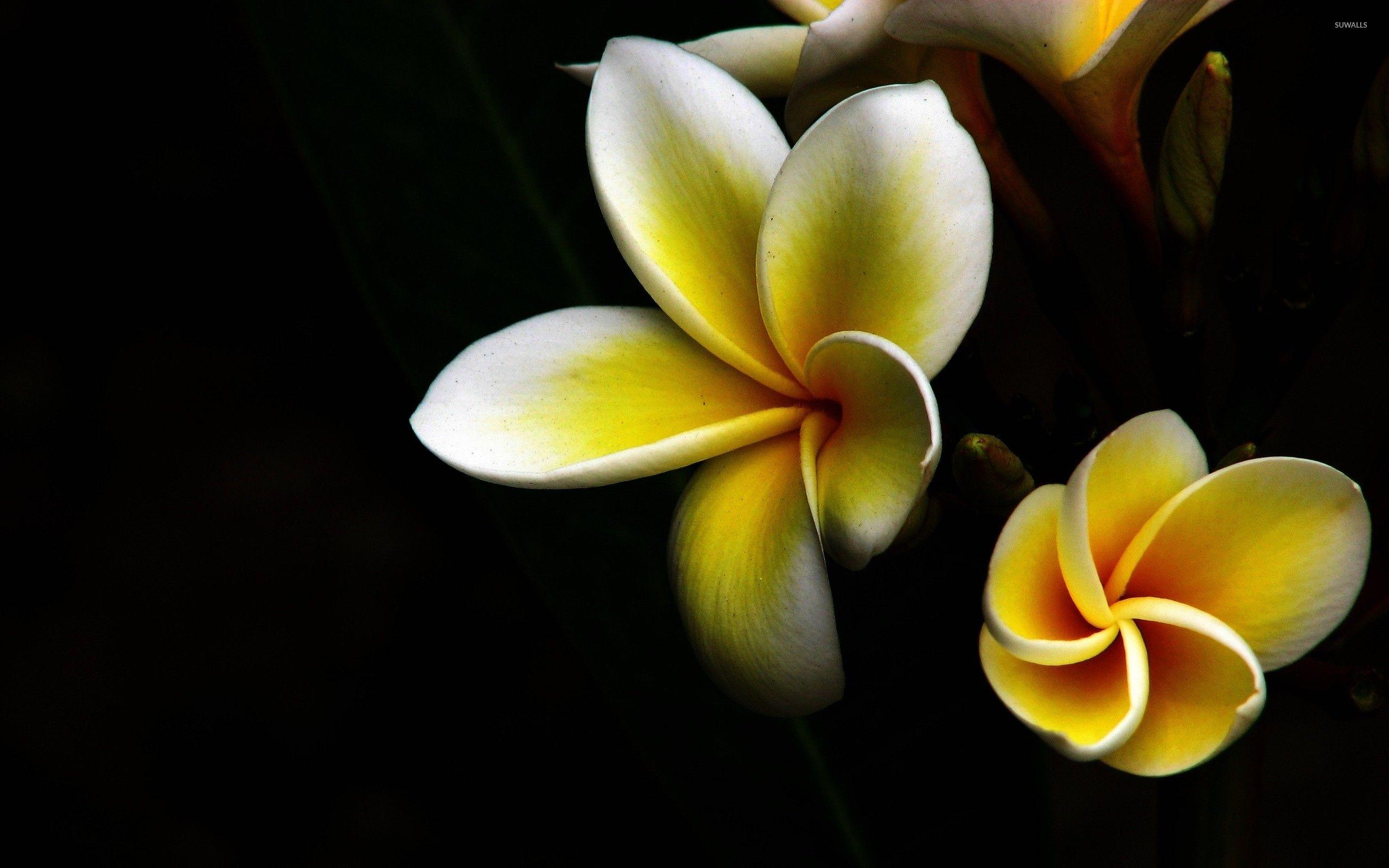 Plumeria Wallpapers Top Free Plumeria Backgrounds WallpaperAccess