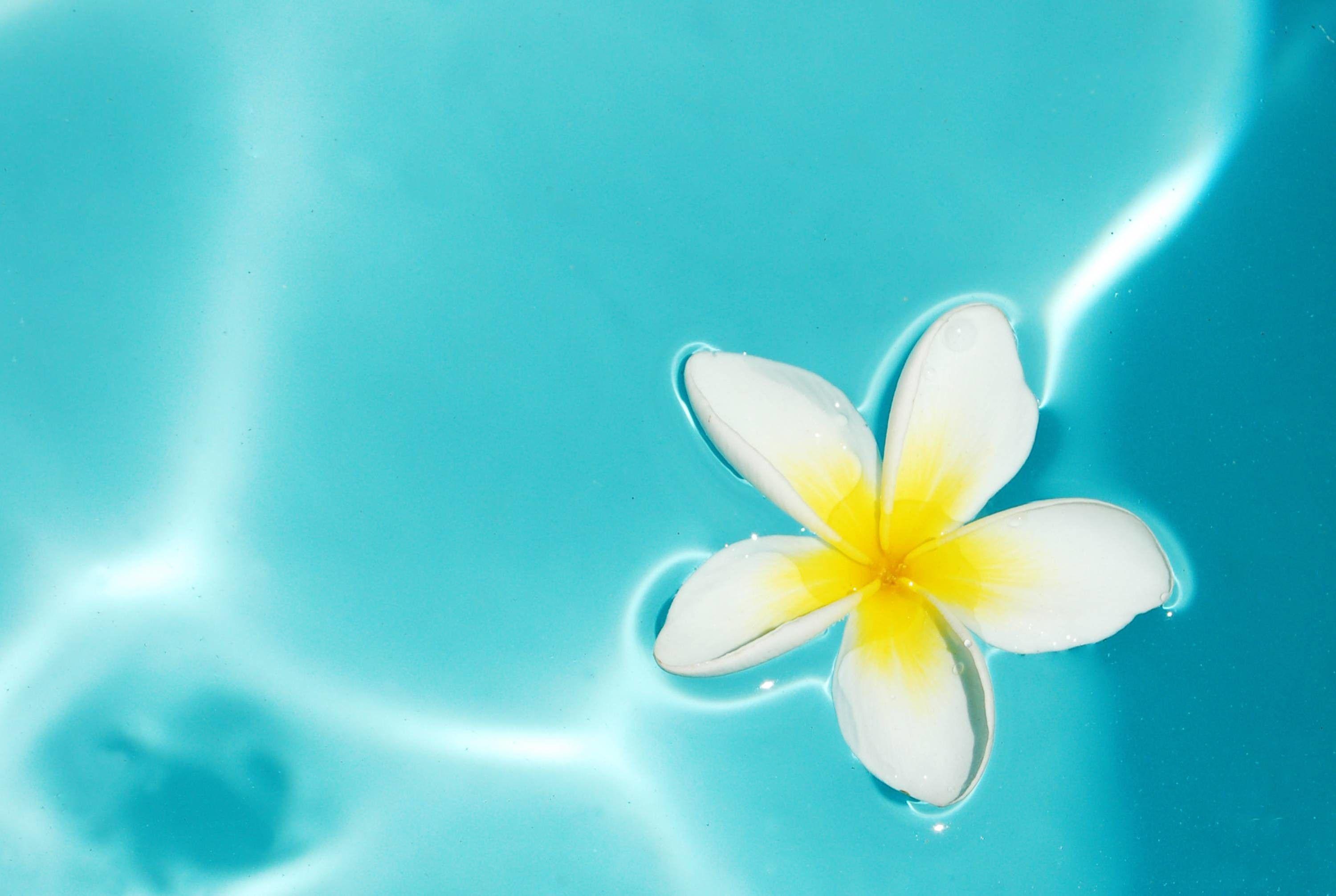 Plumeria Wallpapers Top Free Plumeria Backgrounds WallpaperAccess