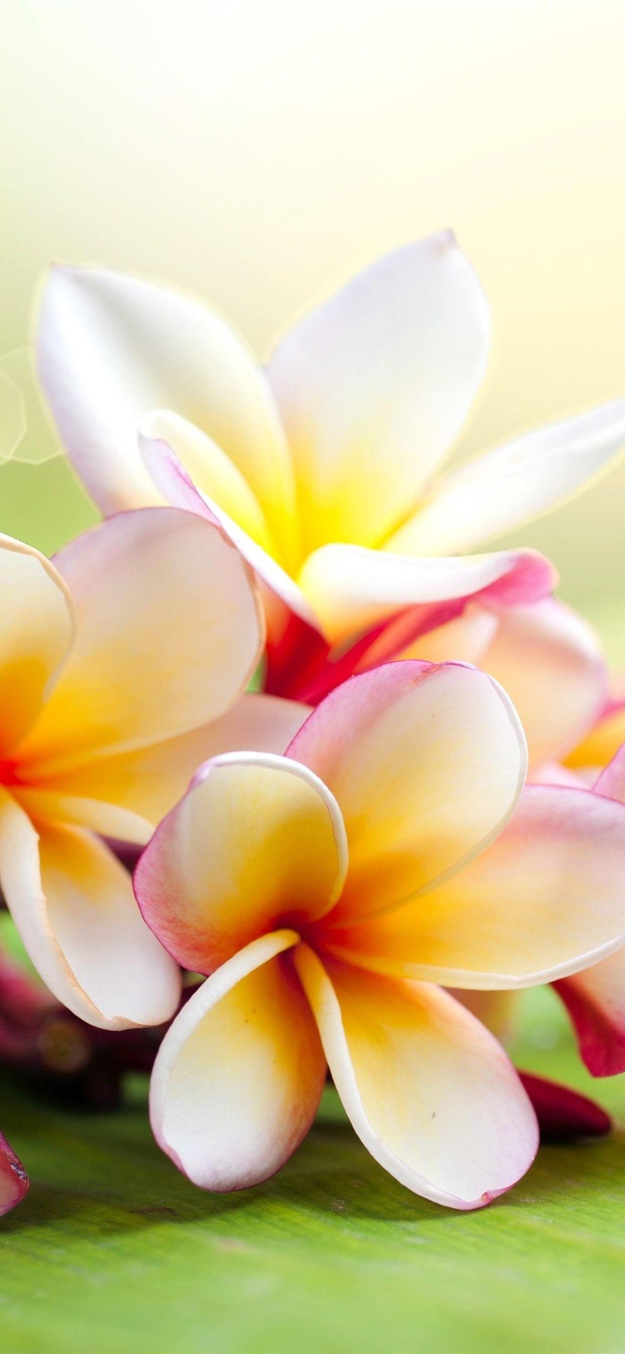 Plumeria Wallpapers Top Free Plumeria Backgrounds WallpaperAccess