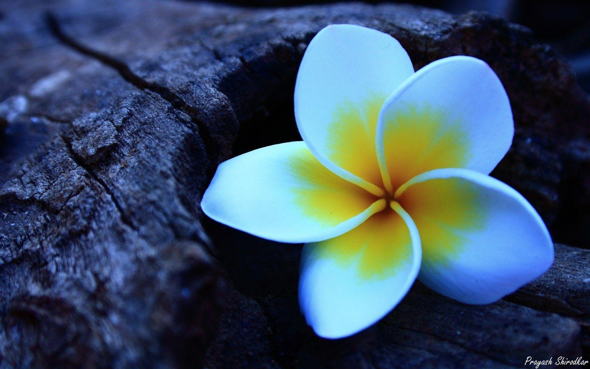 Frangipani Wallpapers Top Free Frangipani Backgrounds WallpaperAccess