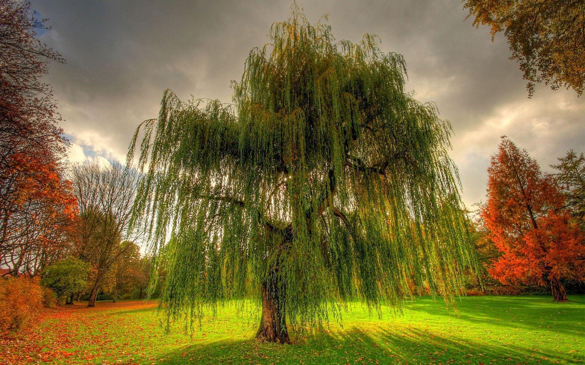 Willow Tree Wallpapers Top Free Willow Tree Backgrounds WallpaperAccess
