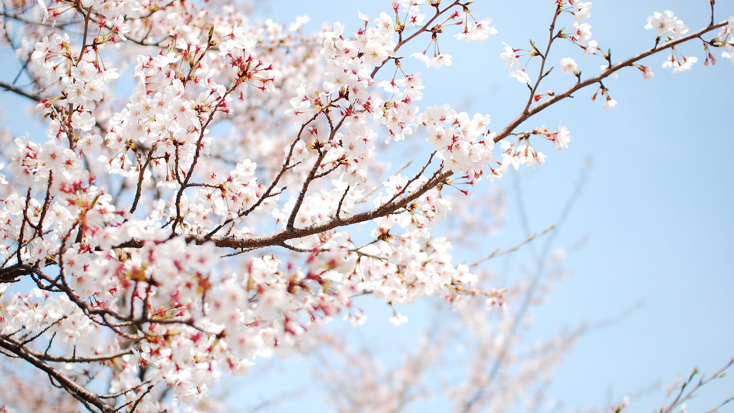 4K Cherry Blossom Wallpapers Top Free 4K Cherry Blossom Backgrounds