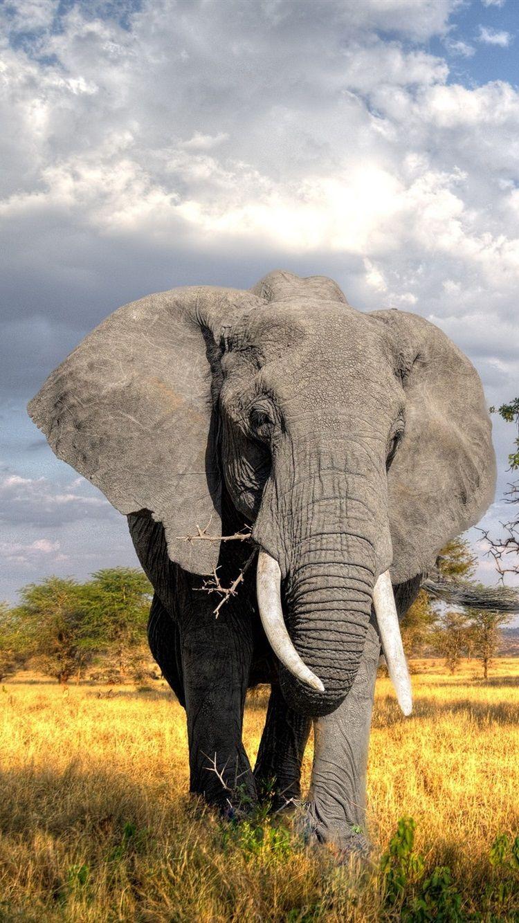 Elephant iPhone Wallpapers Top Free Elephant iPhone Backgrounds