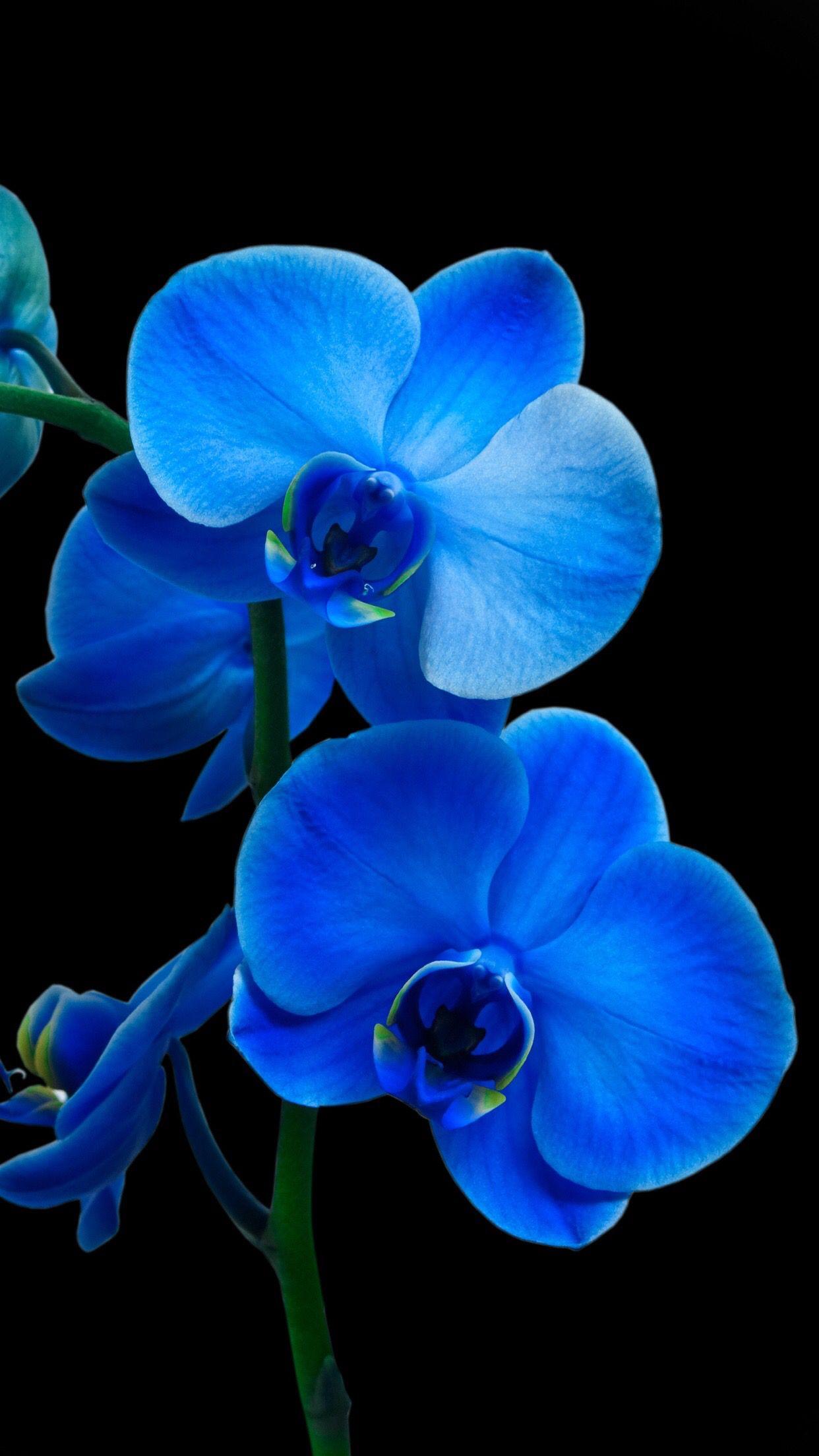 Blue Orchid Wallpapers Top Free Blue Orchid Backgrounds WallpaperAccess