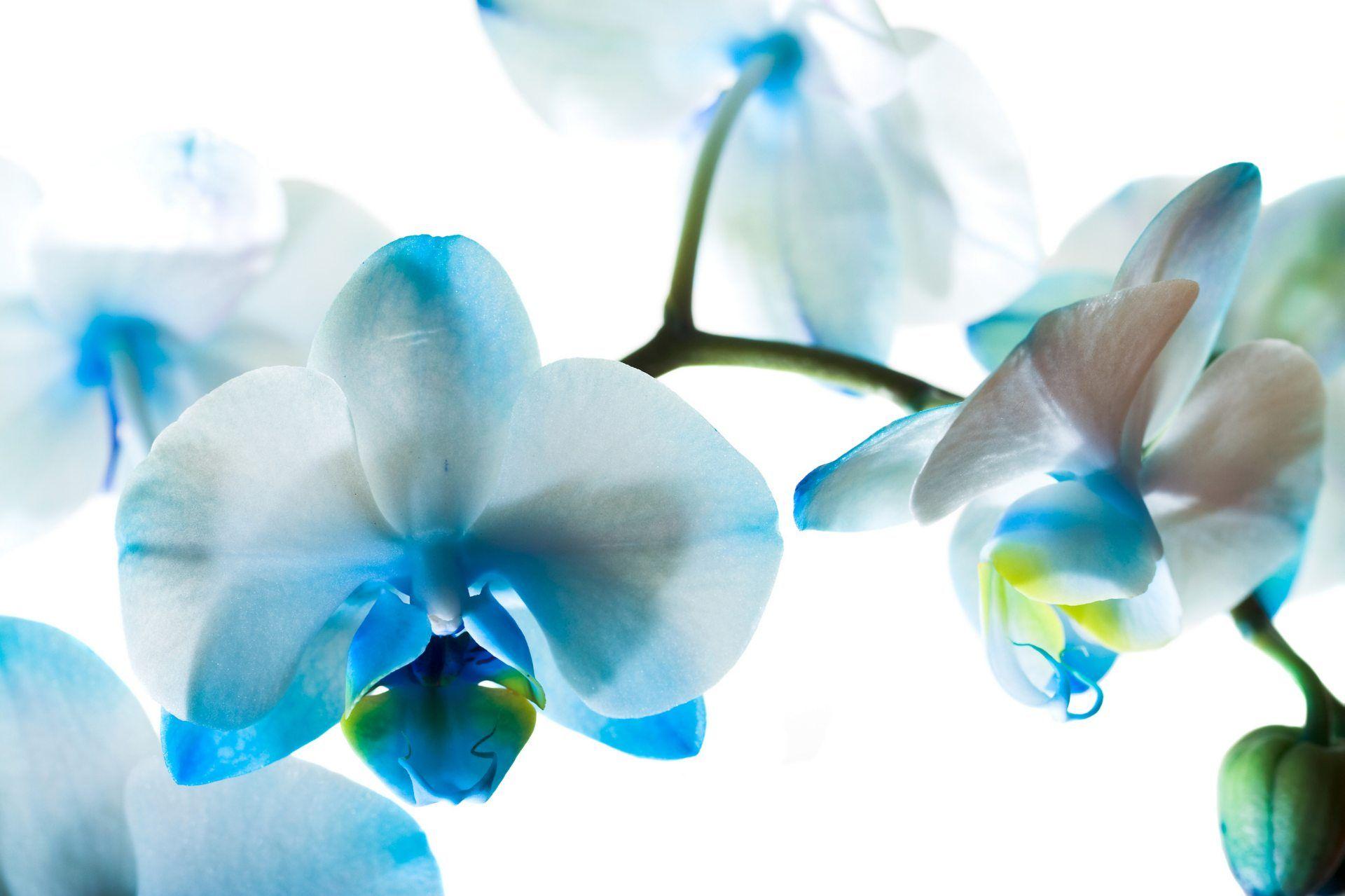 Blue Orchid Wallpapers Top Free Blue Orchid Backgrounds WallpaperAccess