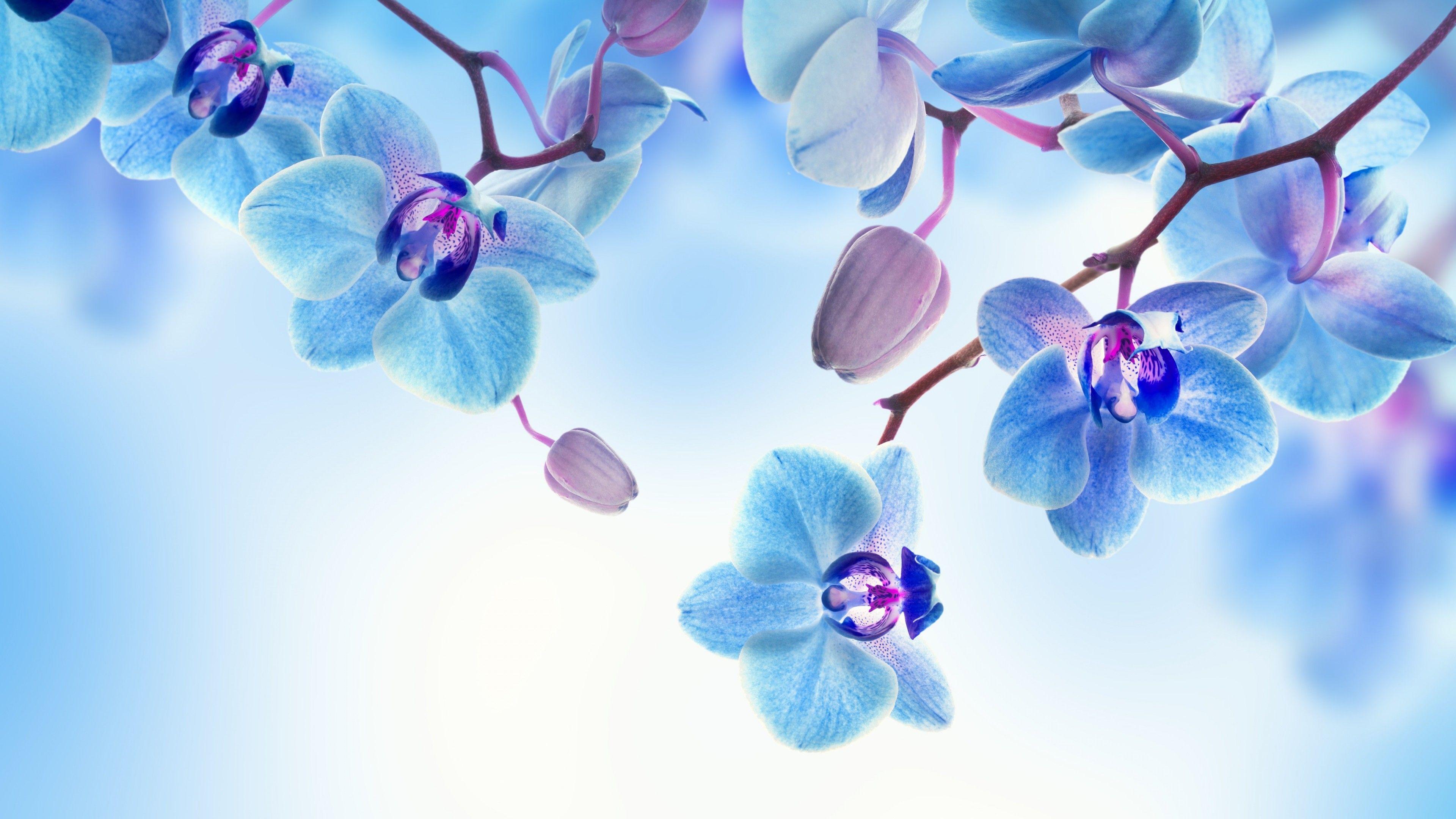 Blue and White Flower Wallpapers Top Free Blue and White Flower