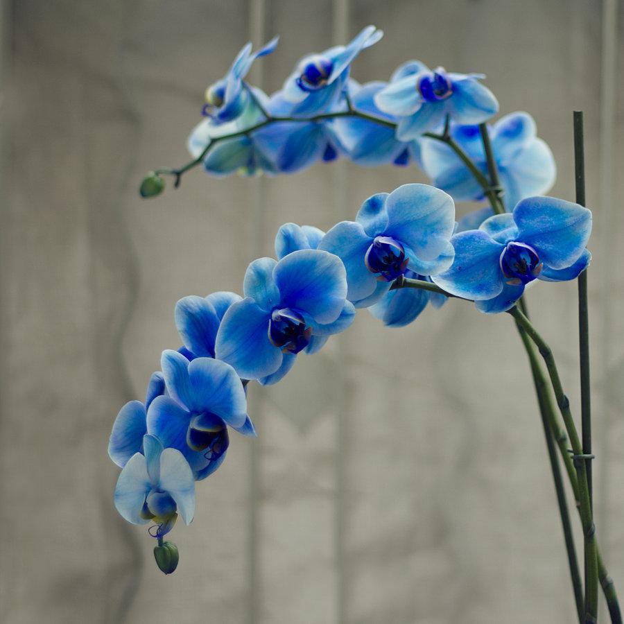 Blue Orchid Wallpapers Top Free Blue Orchid Backgrounds WallpaperAccess