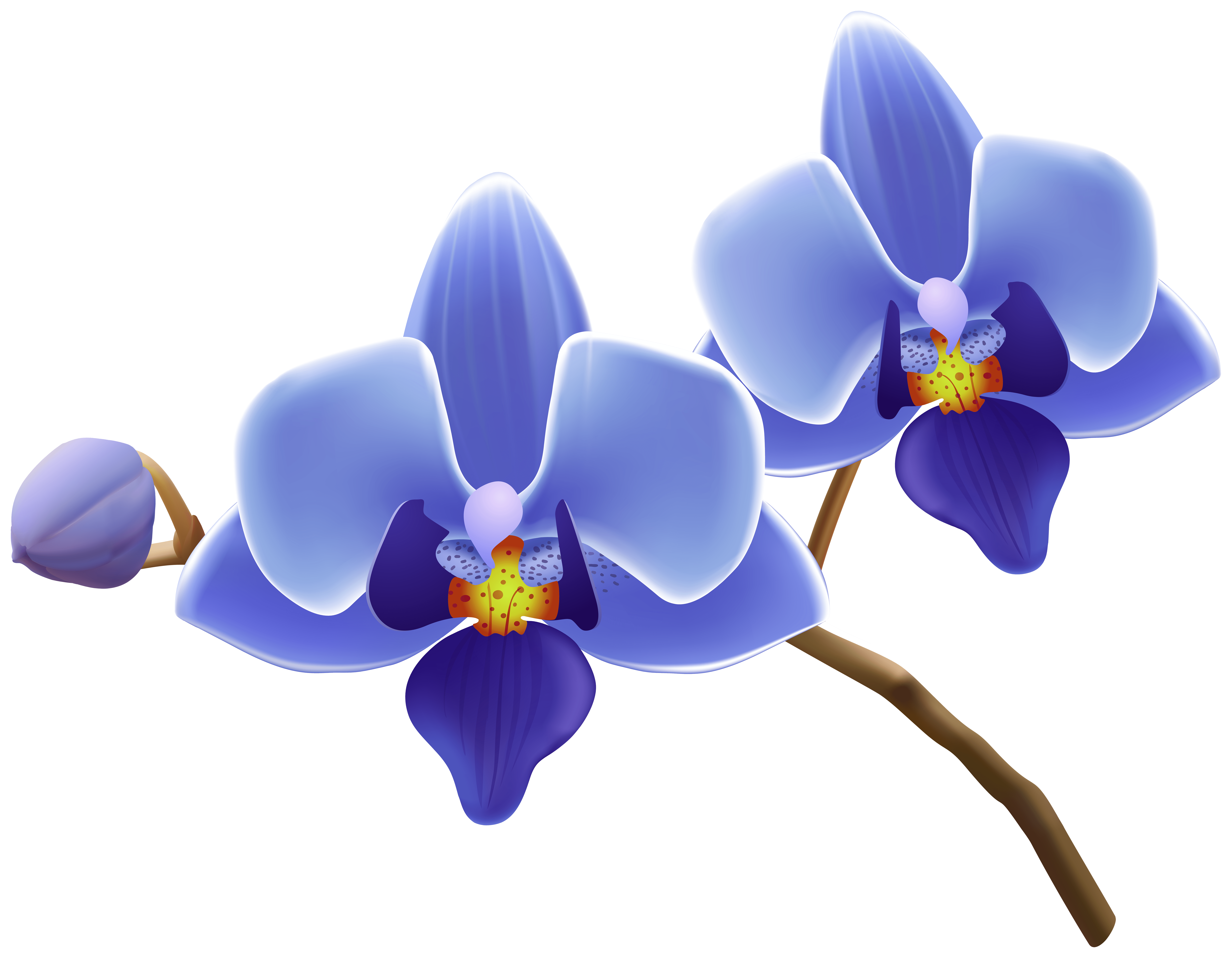 Blue Orchid Wallpapers Top Free Blue Orchid Backgrounds WallpaperAccess