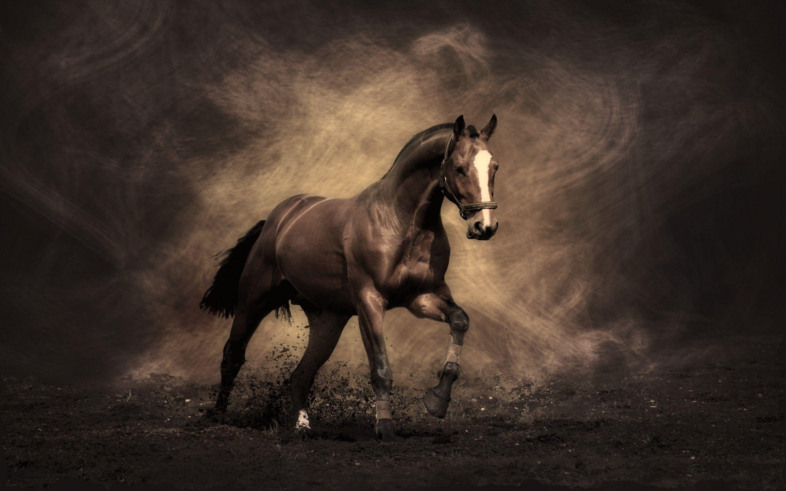 Equestrian Wallpapers Top Free Equestrian Backgrounds WallpaperAccess