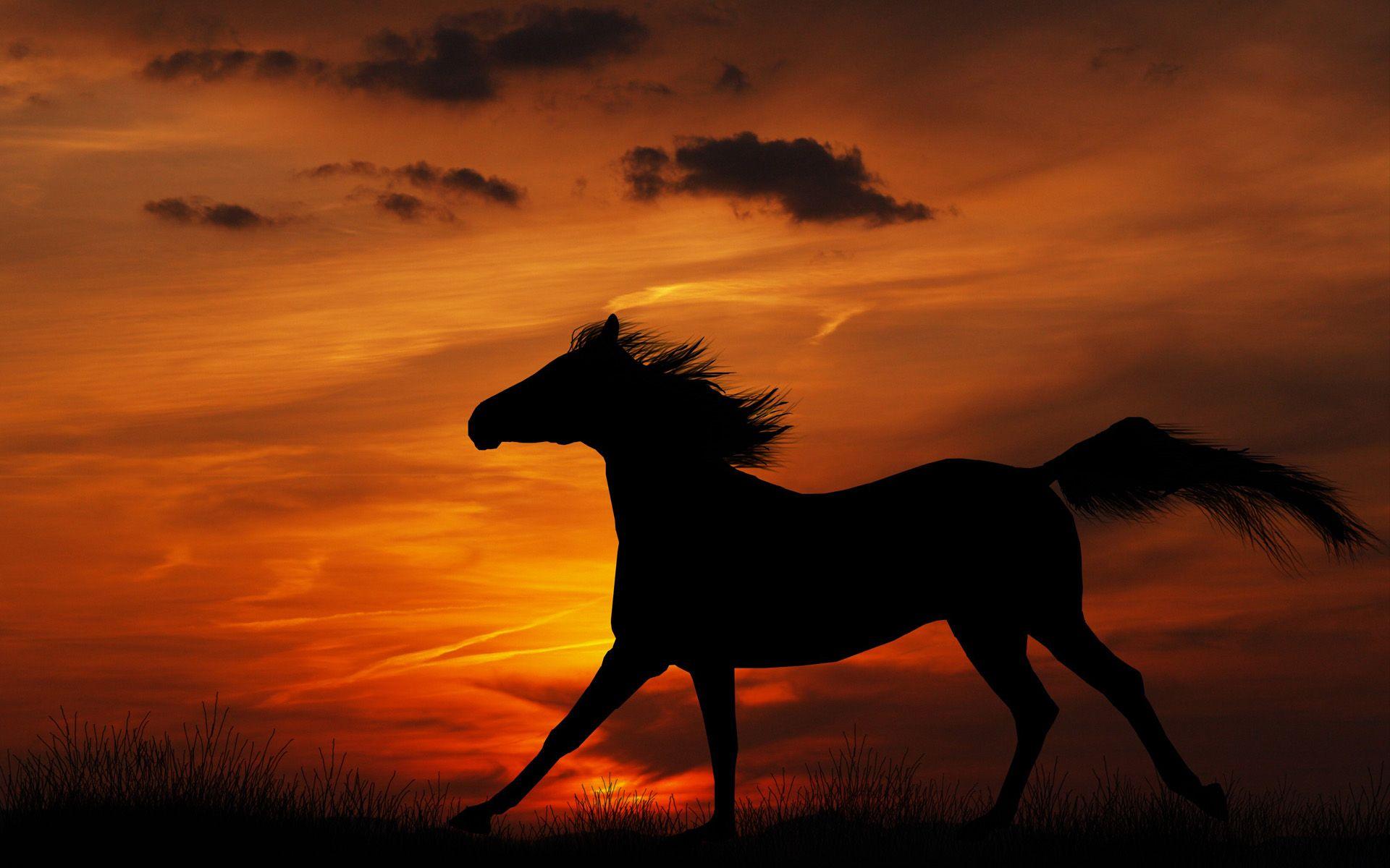 Equestrian Wallpapers Top Free Equestrian Backgrounds WallpaperAccess