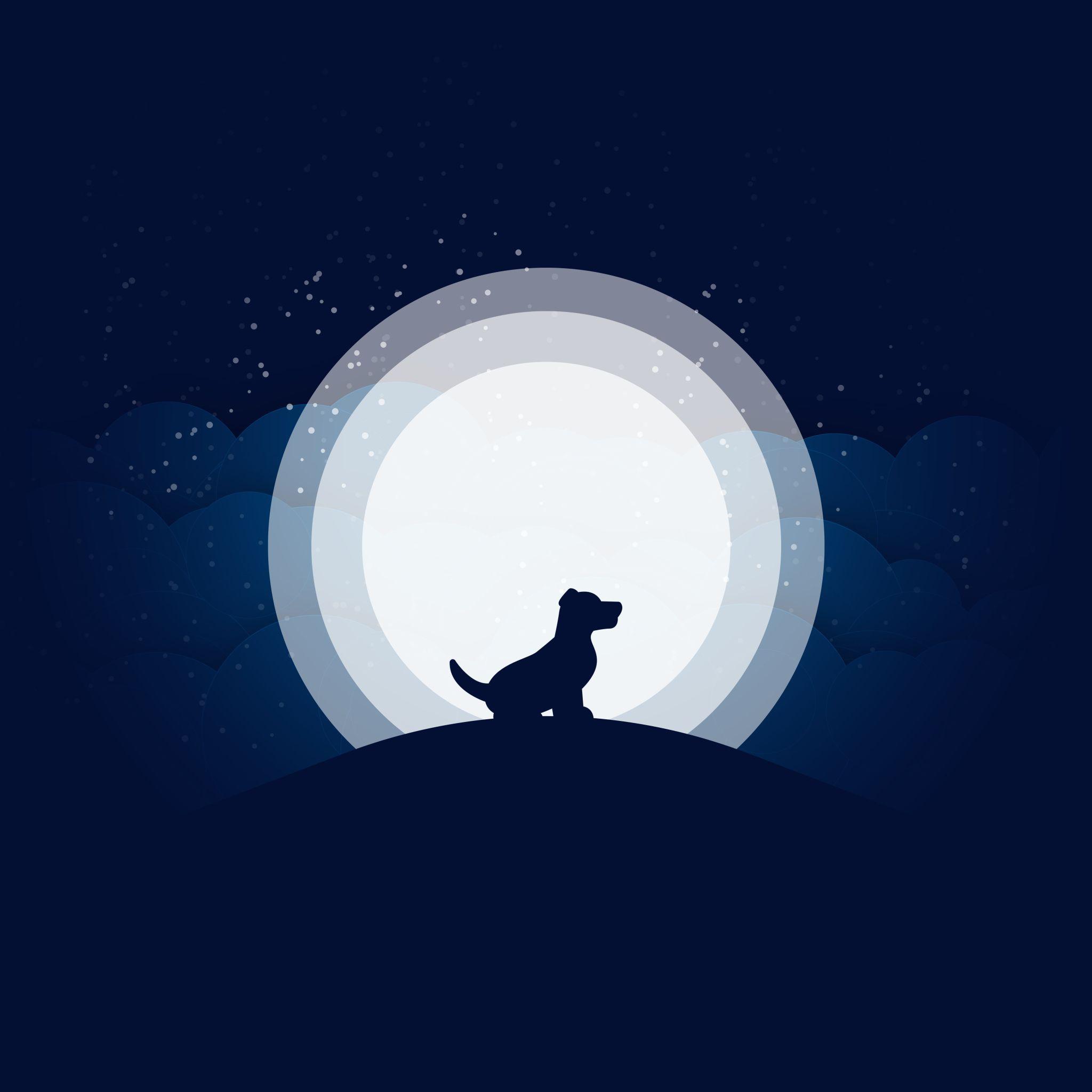 Dog Minimalist Wallpapers Top Free Dog Minimalist Backgrounds