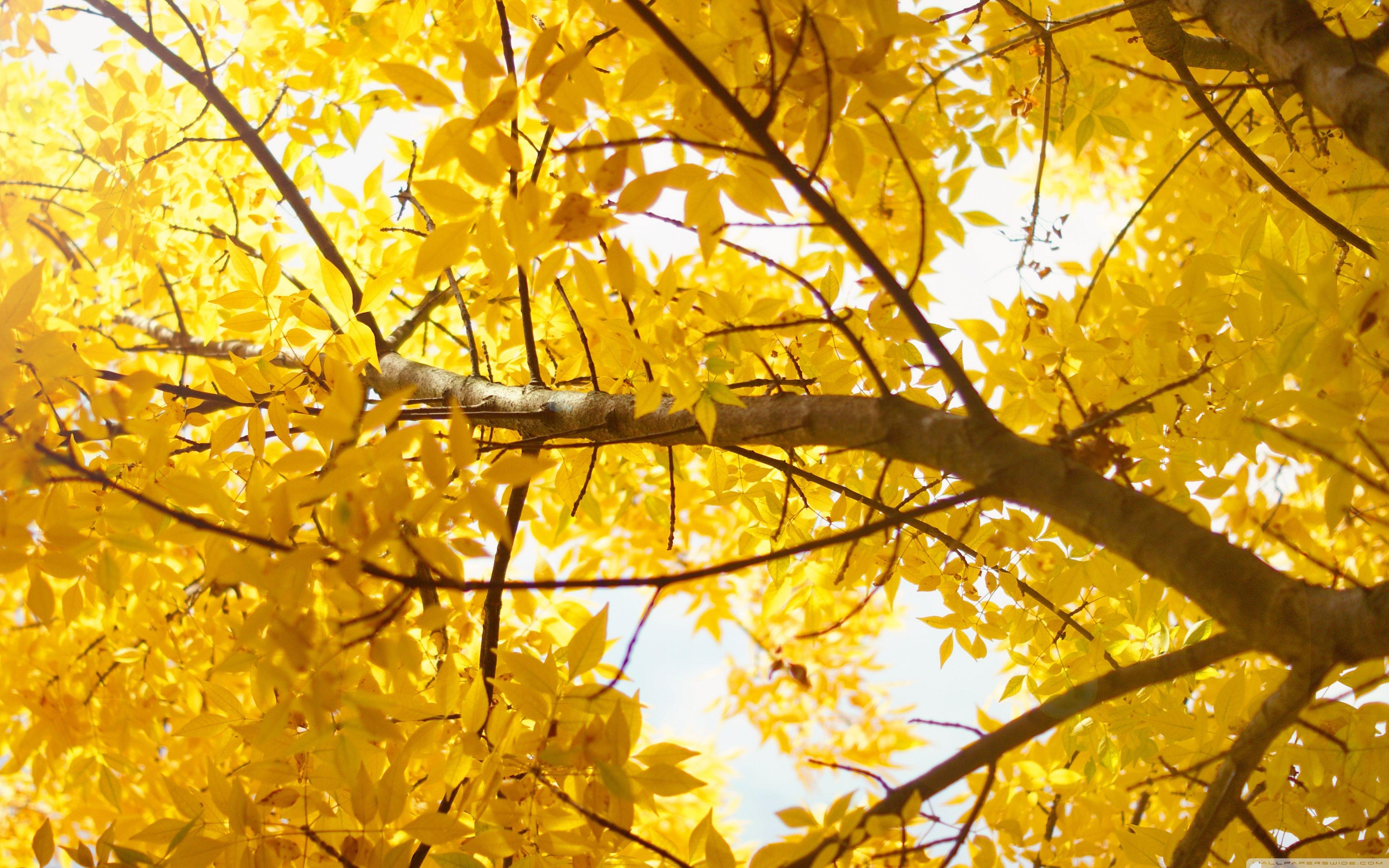 Yellow Nature Wallpapers Top Free Yellow Nature Backgrounds