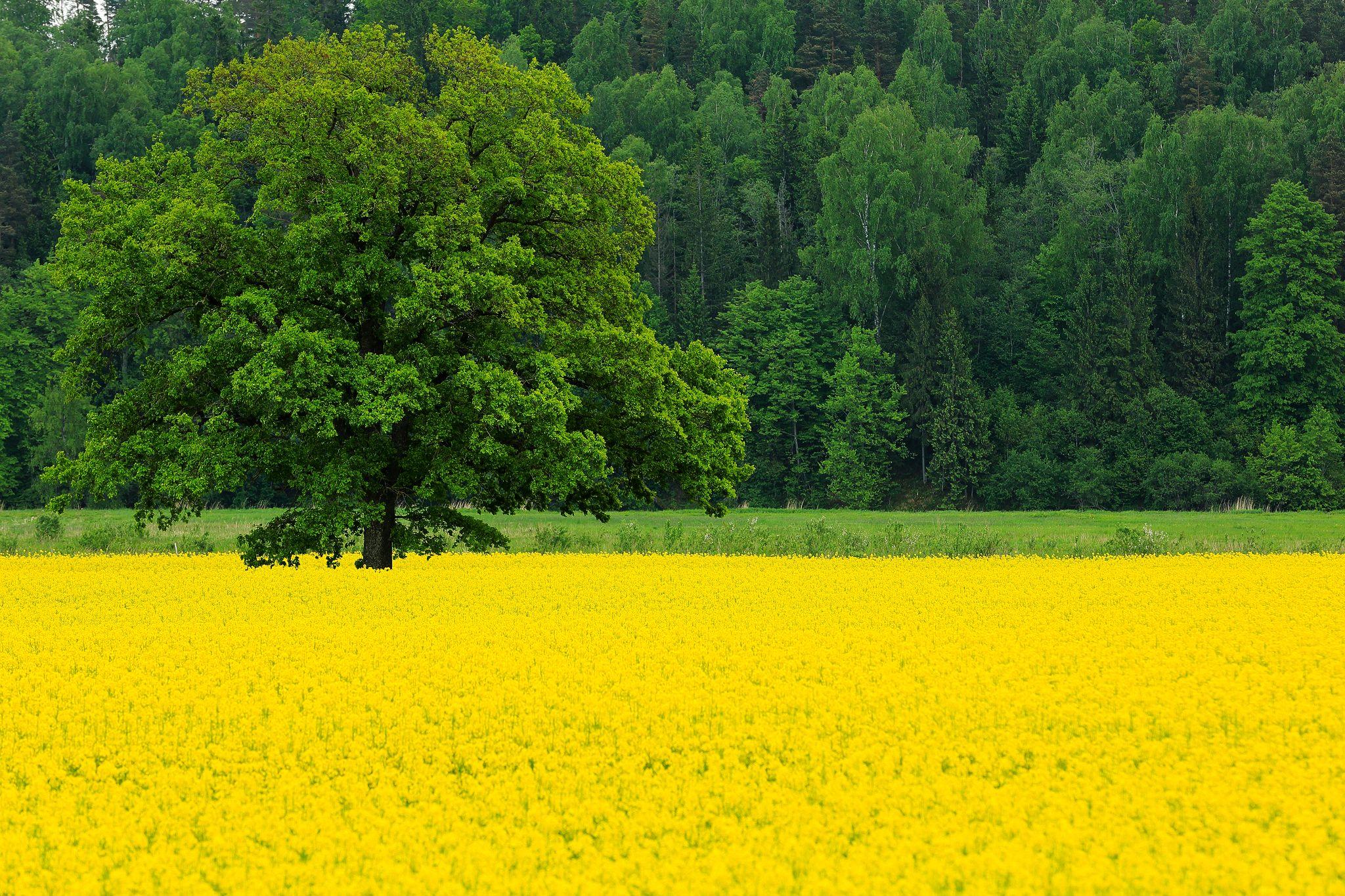 Yellow Nature Wallpapers Top Free Yellow Nature Backgrounds