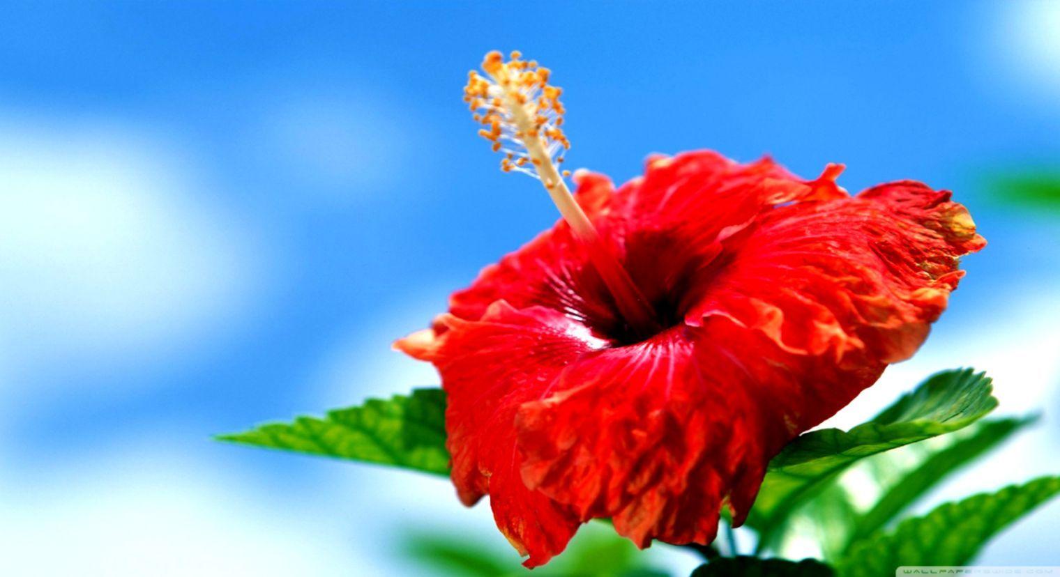 Hibiscus 4K Wallpapers Top Free Hibiscus 4K Backgrounds WallpaperAccess