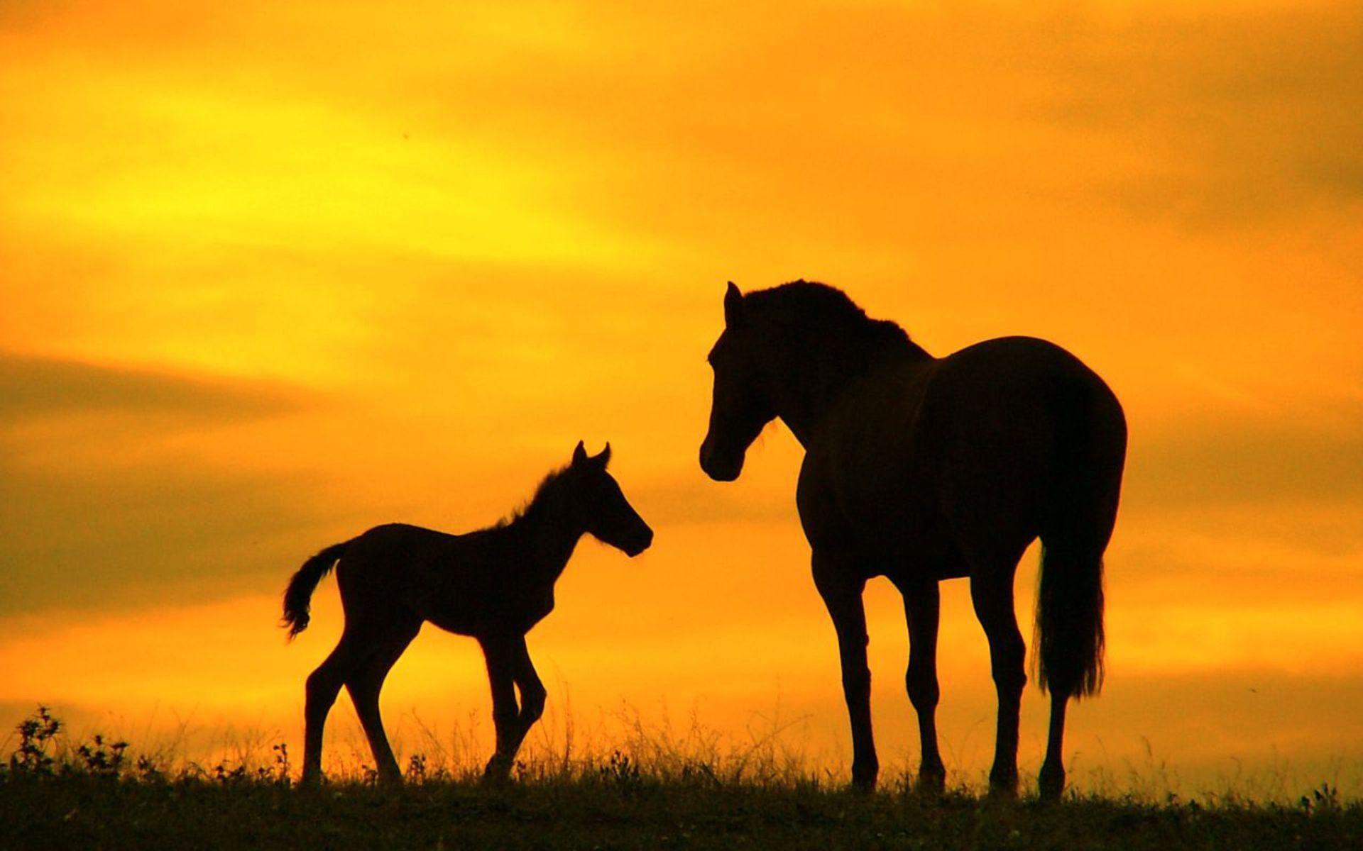 Cartoon Horse Wallpapers Top Free Cartoon Horse Backgrounds