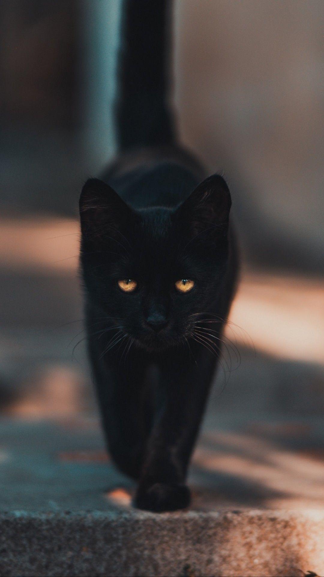 Black Cat iPhone HD Wallpapers Top Free Black Cat iPhone HD