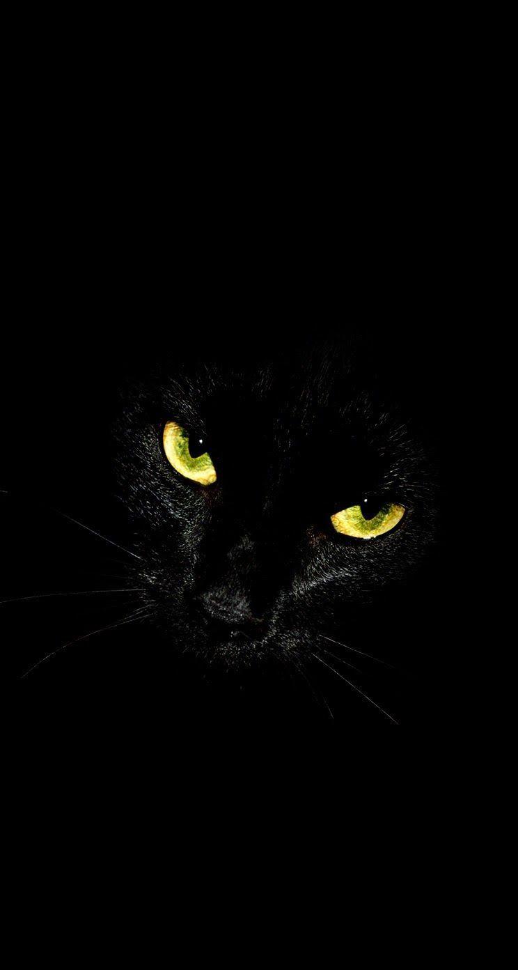 Black Cat iPhone Wallpapers Top Free Black Cat iPhone Backgrounds