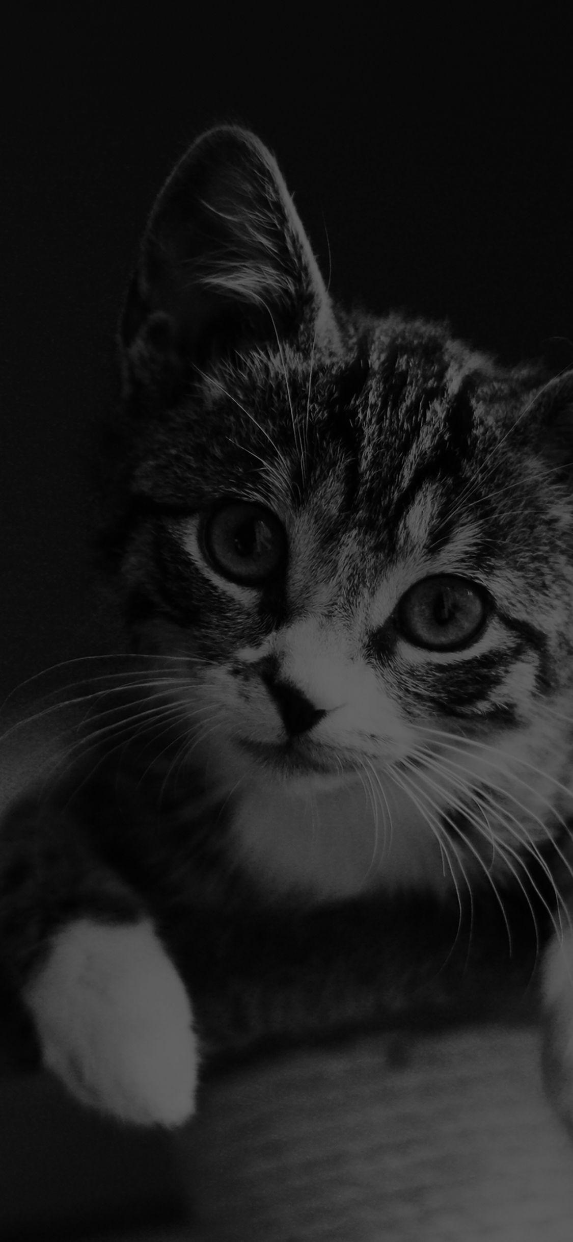 Black Cat iPhone Wallpapers Top Free Black Cat iPhone Backgrounds