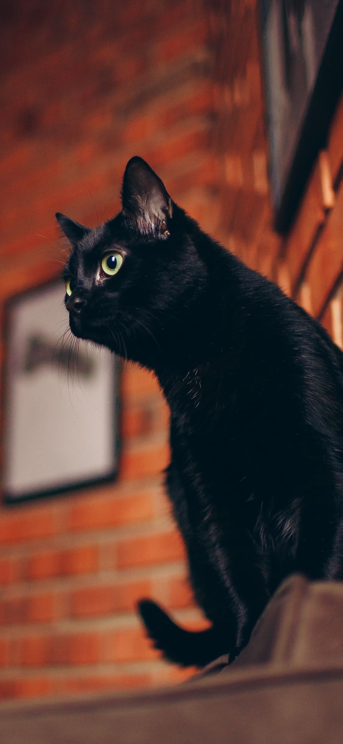 Black Cat iPhone Wallpapers Top Free Black Cat iPhone Backgrounds